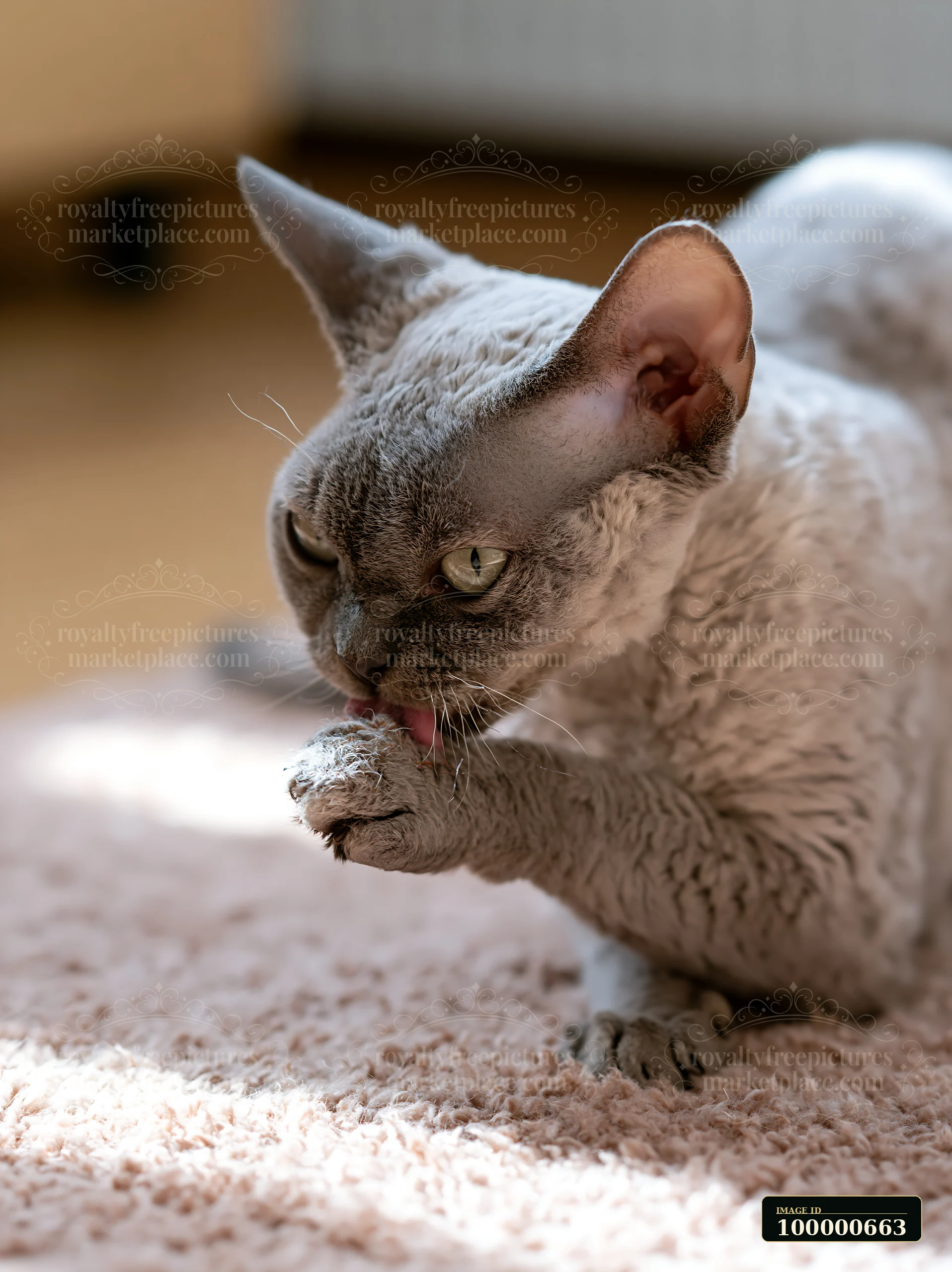 A German Rex cat is seen cleaning its paw while lying on a soft surface indoors, with natural light illuminating its fur.