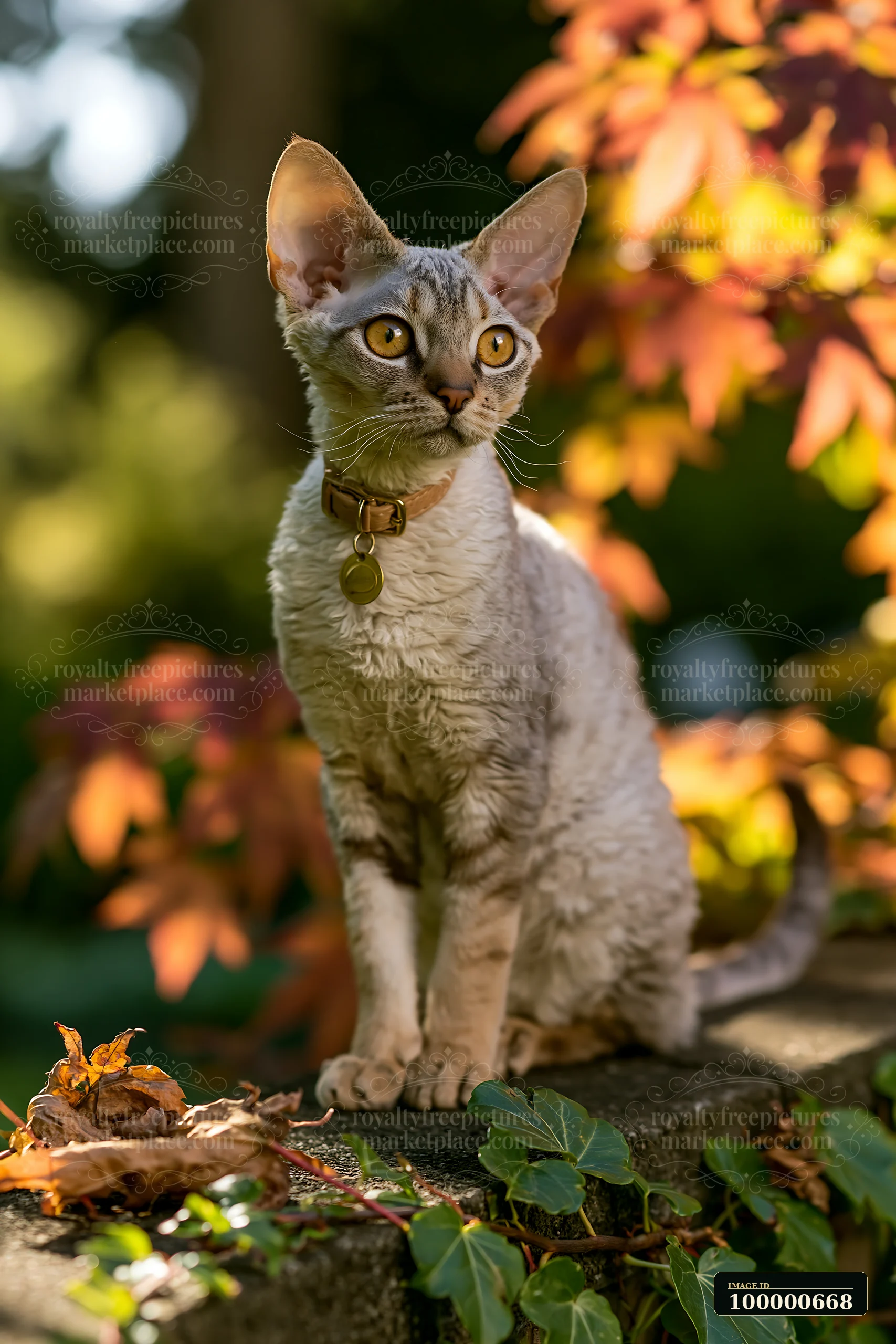 A Devon Rex cat with large ears sits on a stone wall surrounded by colorful autumn leaves.