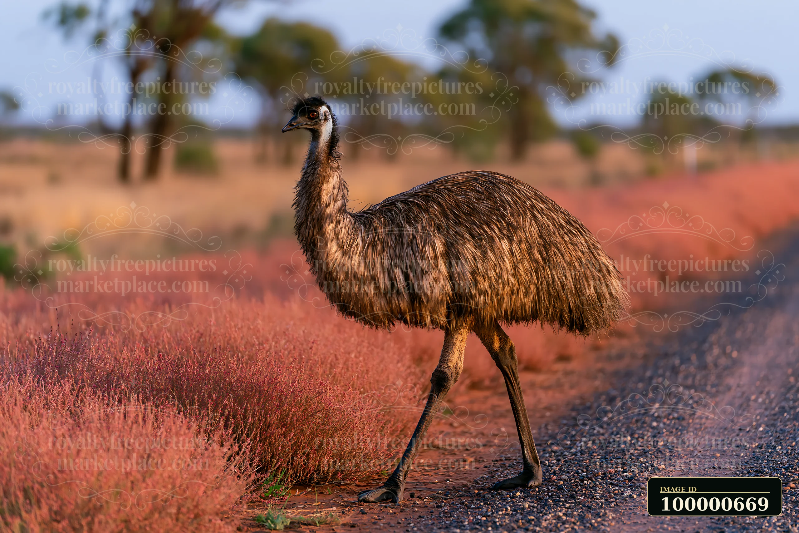An emu walks across a dusty path on an outback plain in Australia, surrounded by pink vegetation and trees during the evening light.