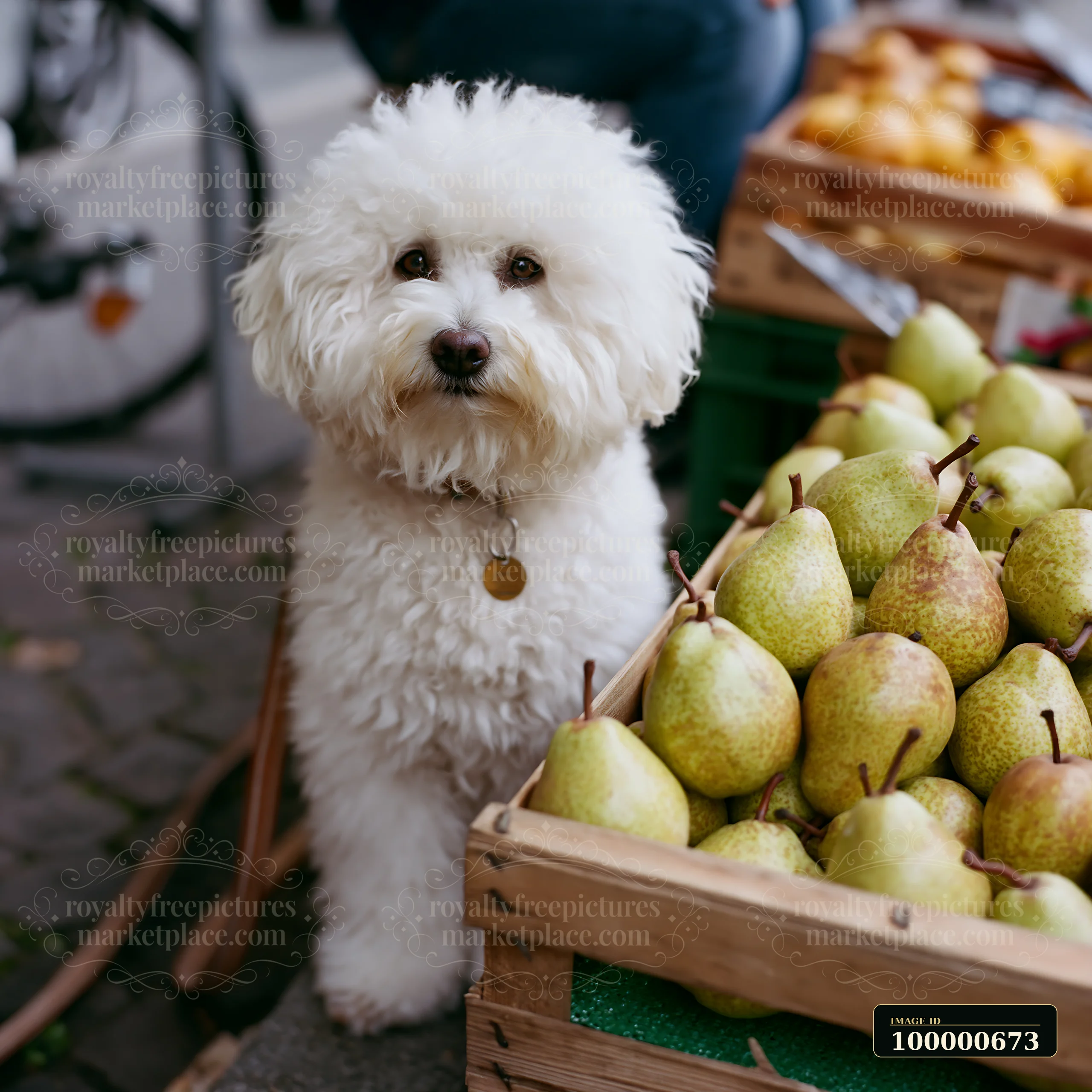 A fluffy white dog stands next to a crate filled with fresh pears at a market.