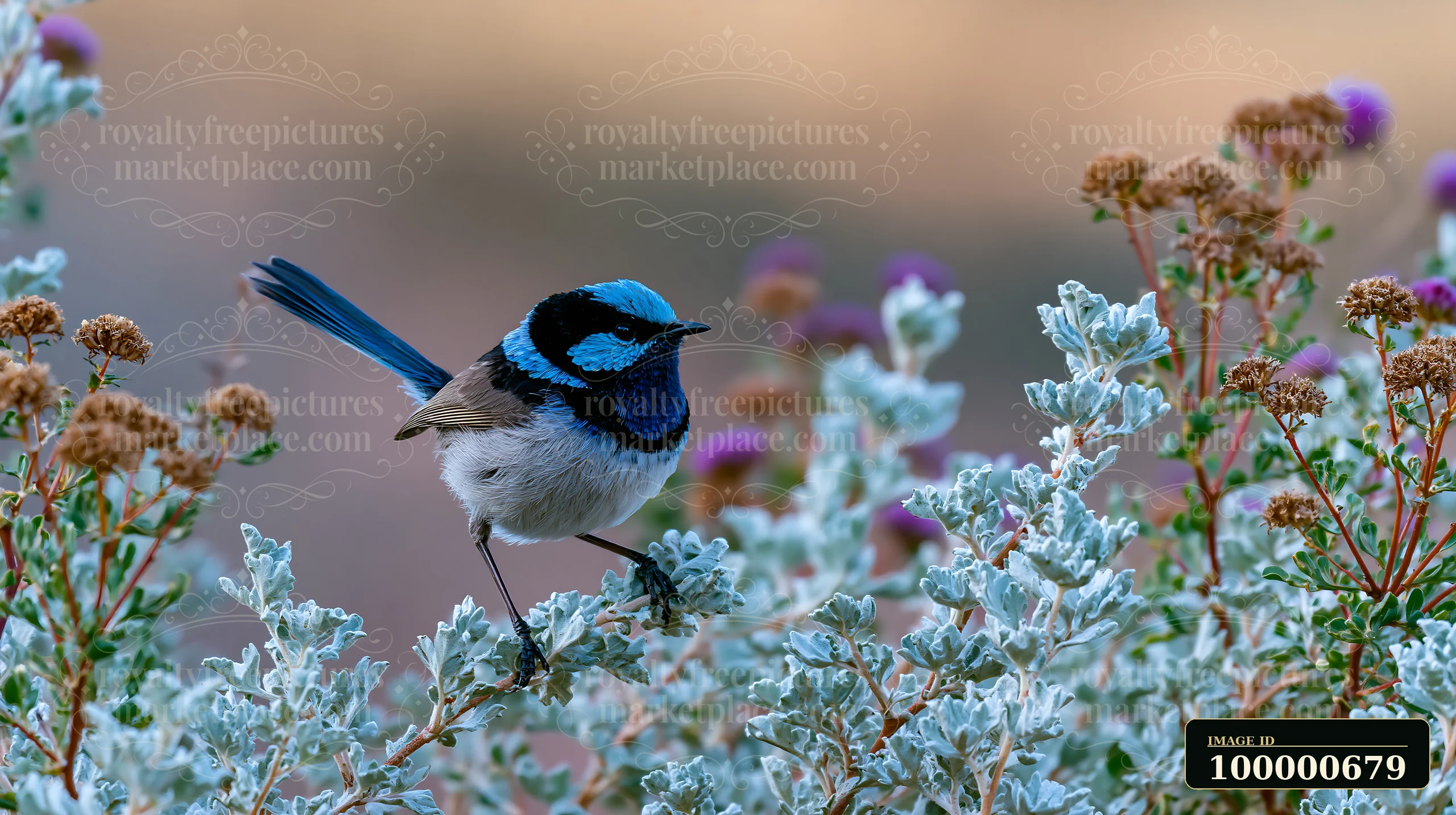A fairy wren hops among native shrubs, showcasing its bright colors in a natural setting.