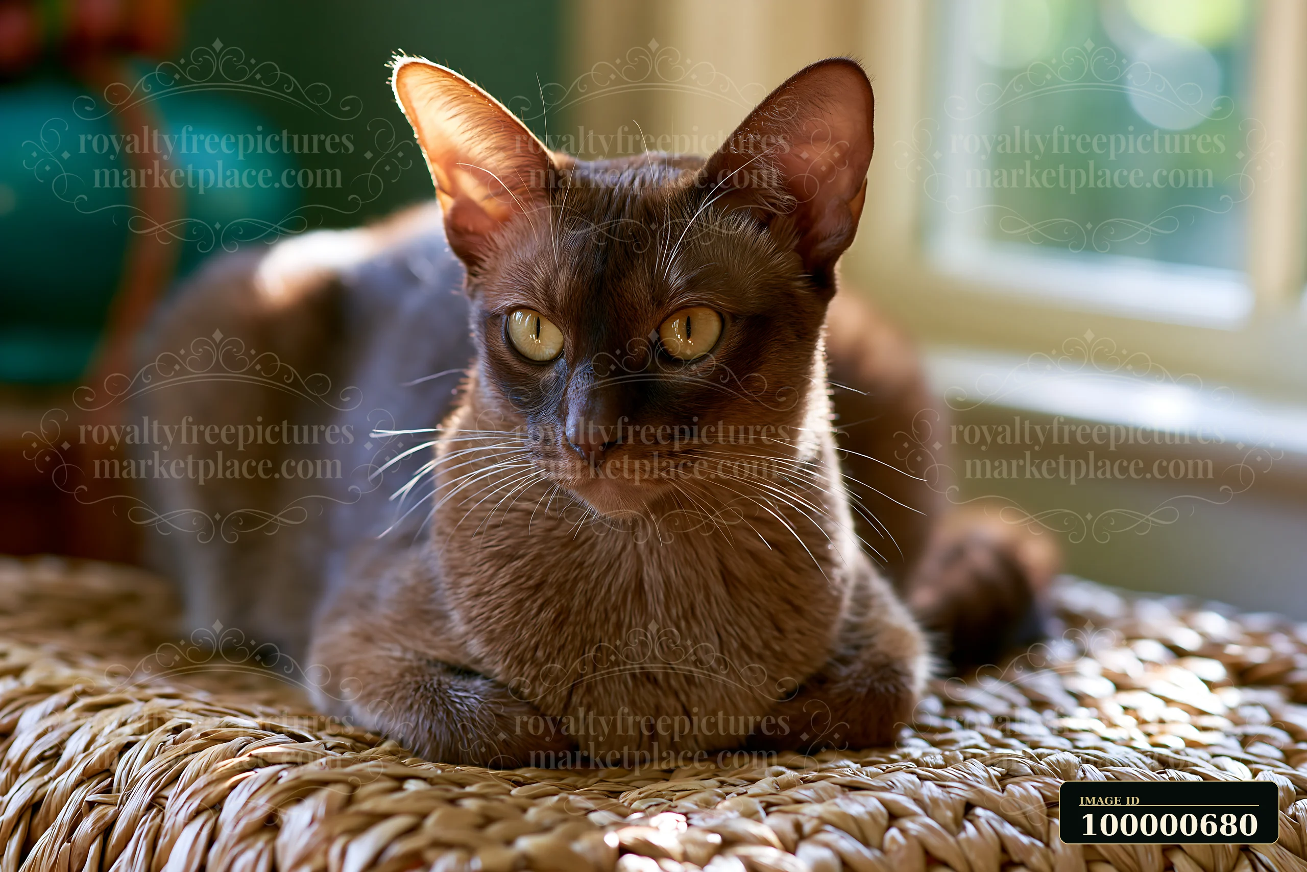 A Suphalak cat is resting on a woven surface, its ears perked and eyes focused.