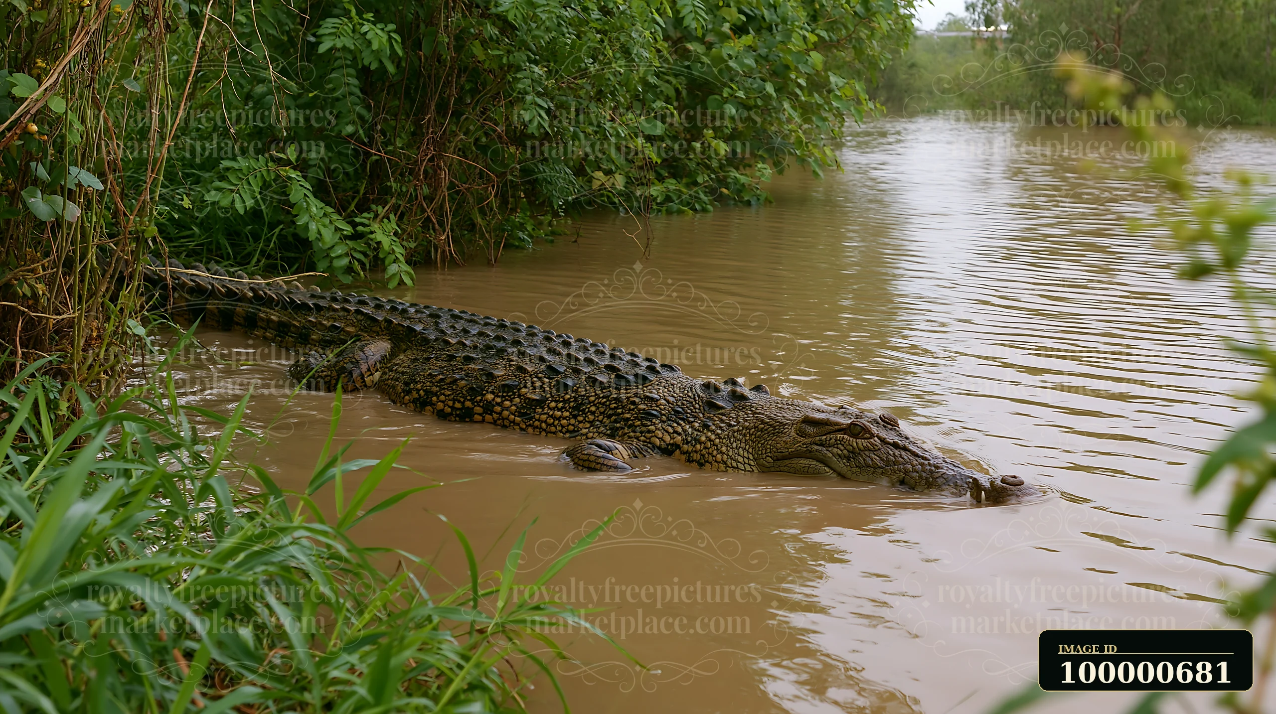 A saltwater crocodile swims quietly through the muddy waters of a Northern Territory wetland.