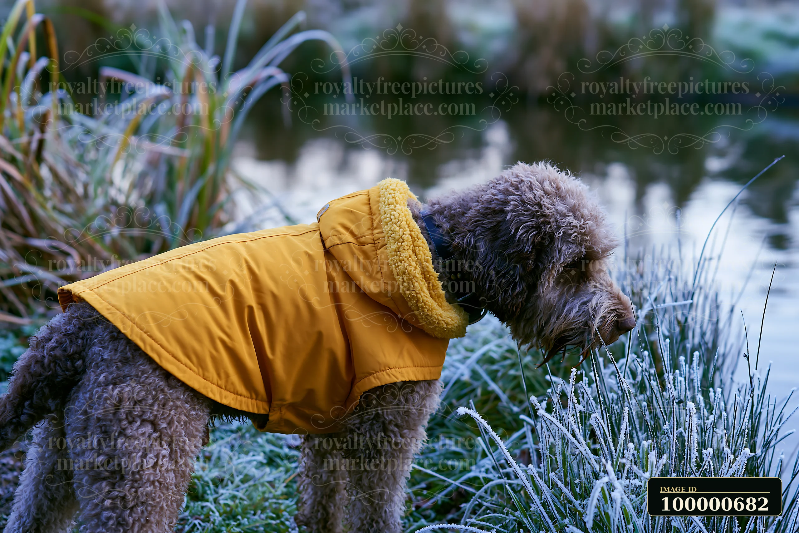 A rare dog breed wearing a winter coat stands by the water's edge in a frosty landscape.
