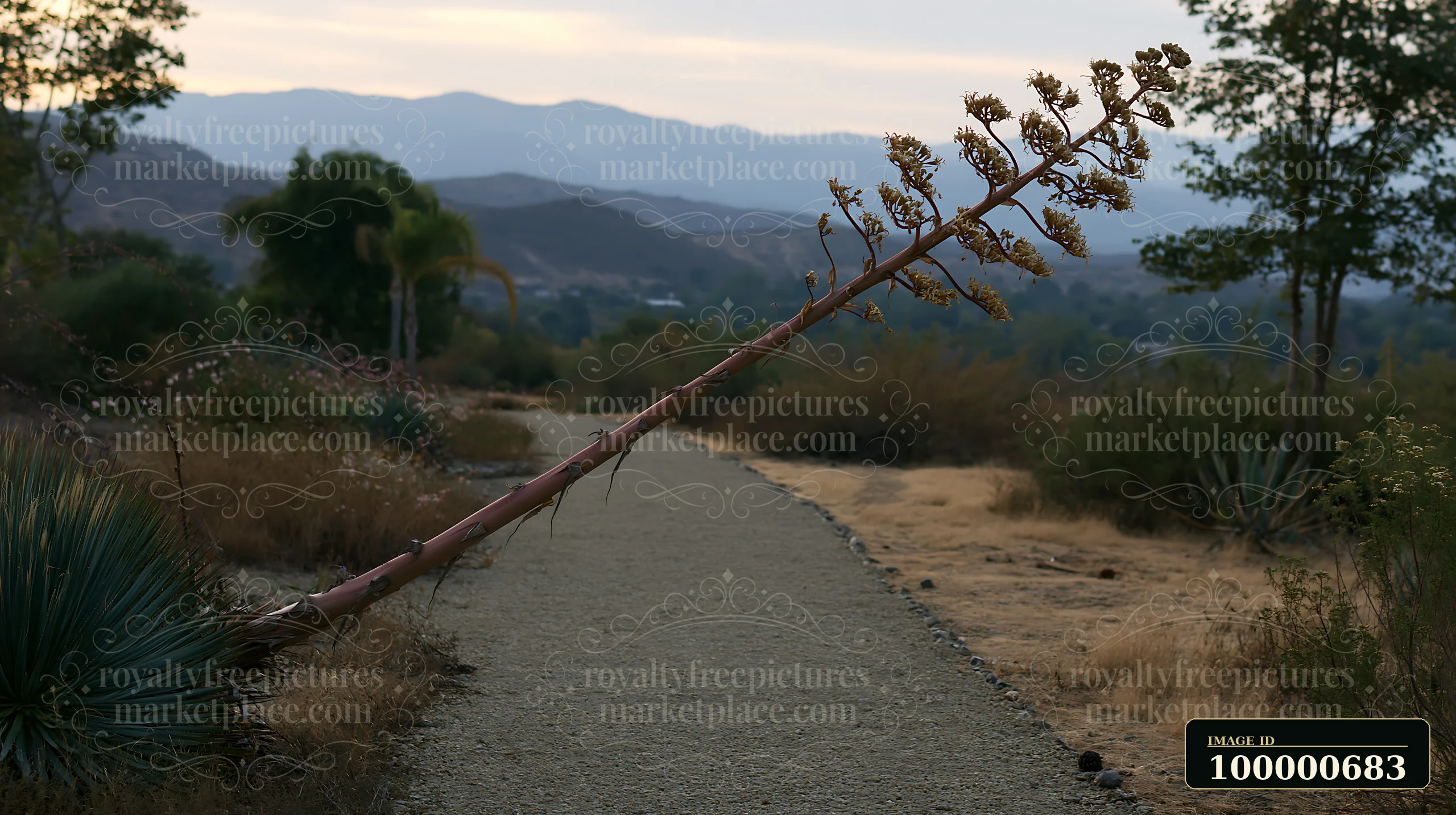 A rare dog breed with unusual coat texture stands on a gravel path surrounded by dry plants and trees in a natural setting.