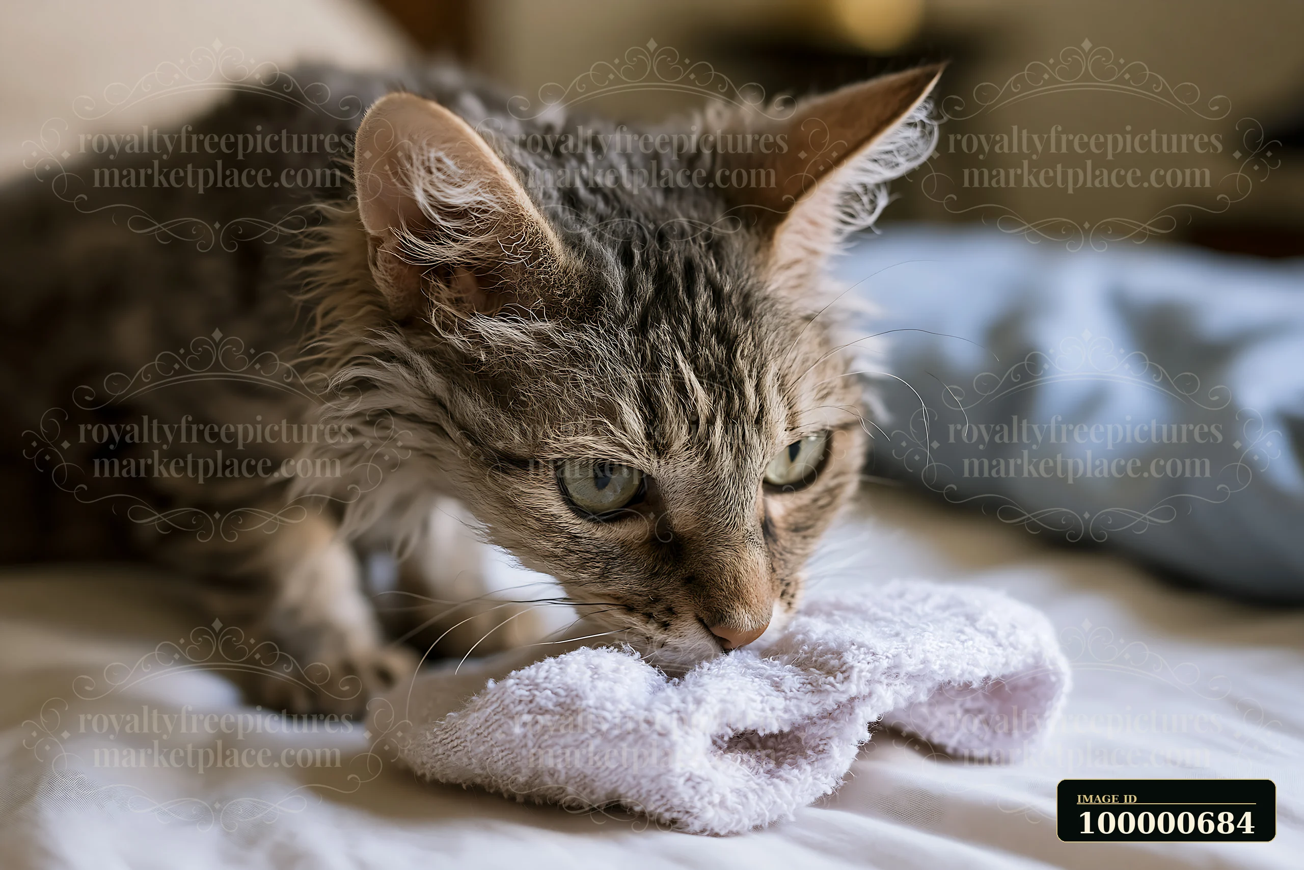A LaPerm cat is closely examining a soft white towel on a bed.
