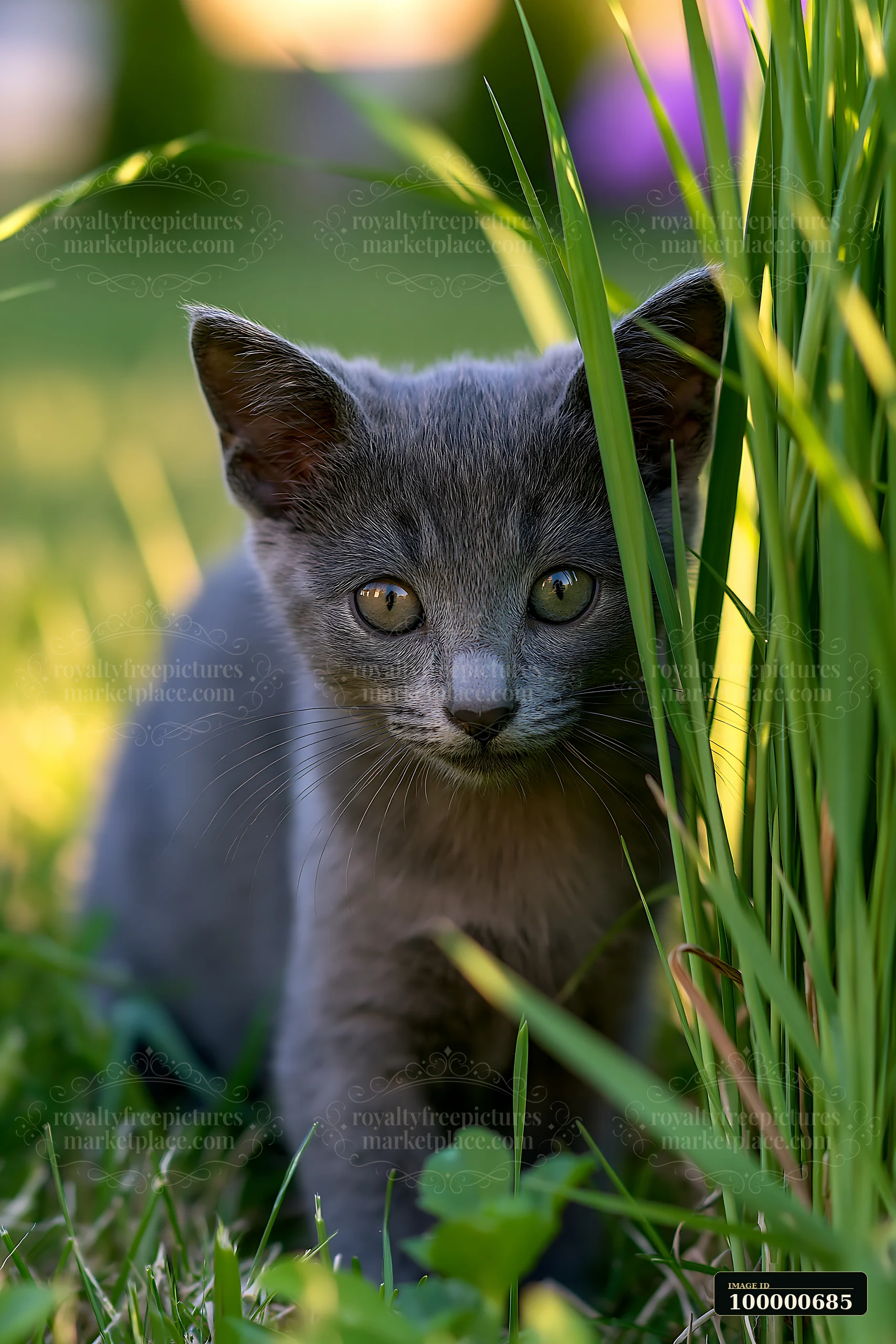 A Korat kitten explores the grass, with sunlight filtering through.