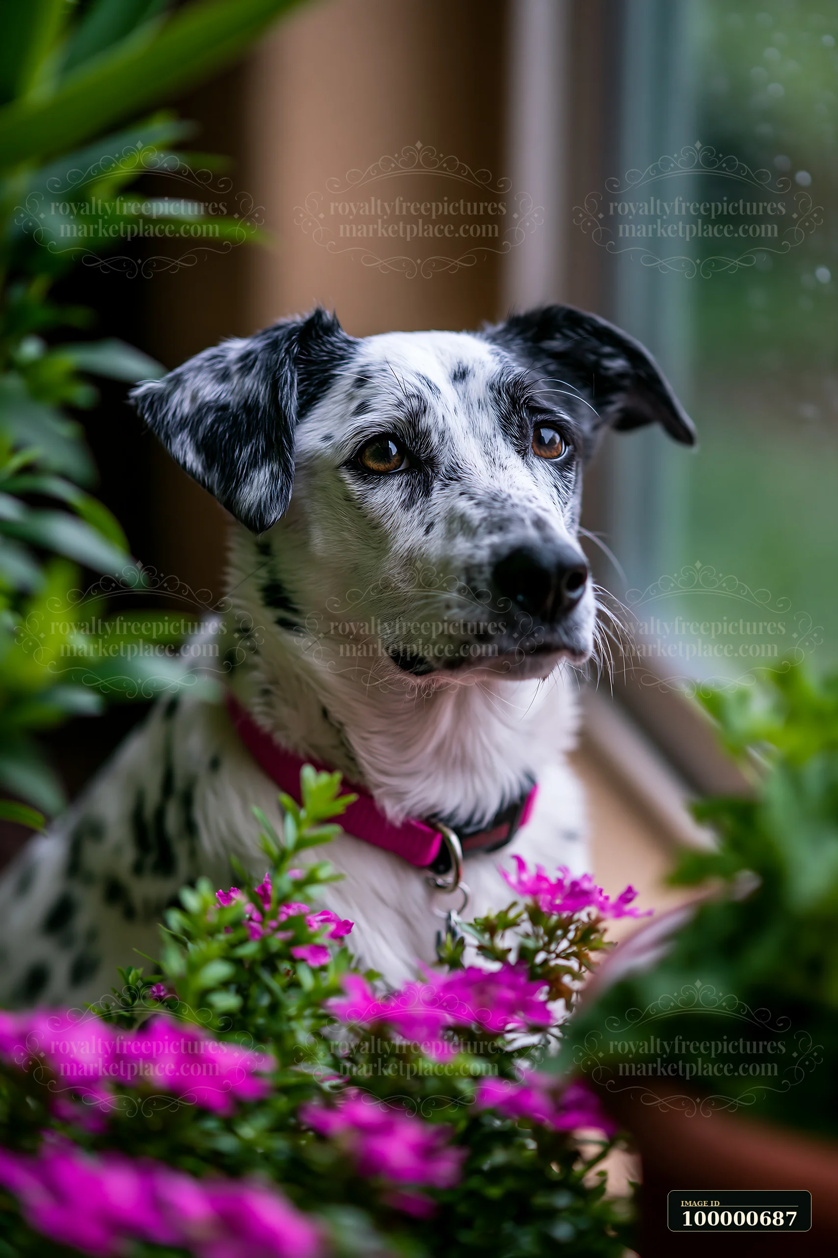 A rare dog breed with a spotted coat sits by a window surrounded by plants and flowers.