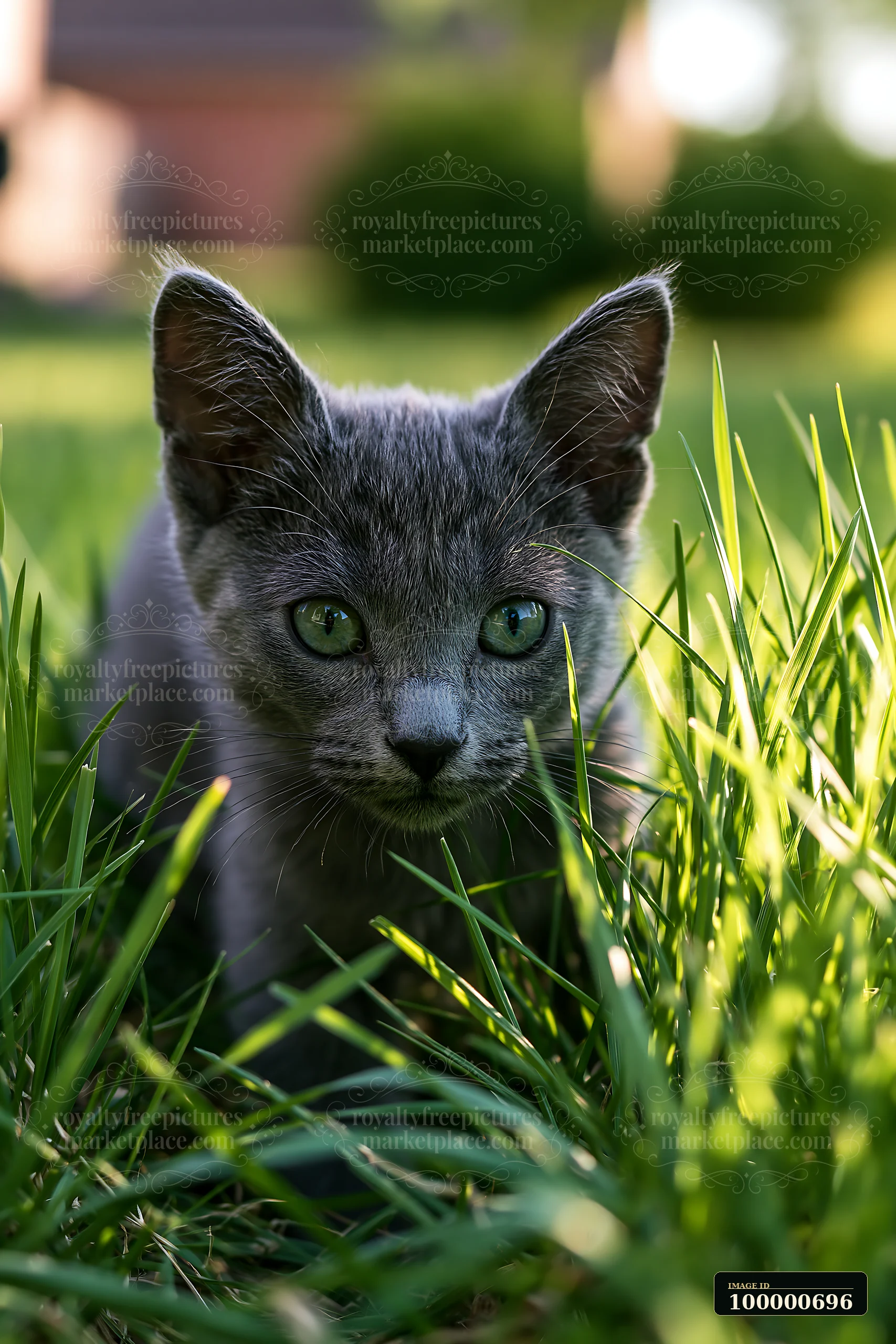A Korat kitten is exploring the green grass in a sunny outdoor setting.