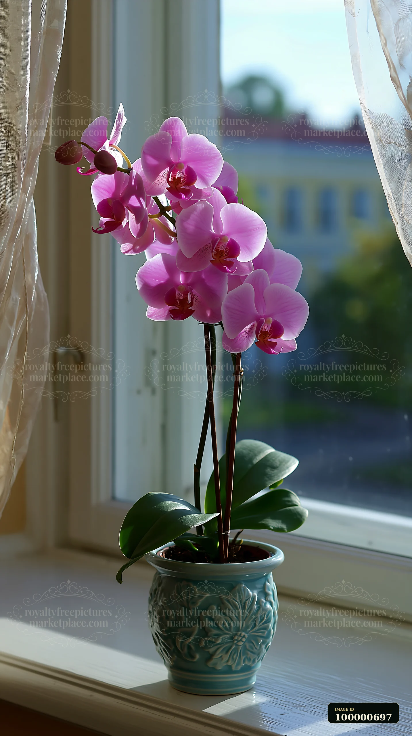 A pot of pink orchids sits on a windowsill with sunlight streaming through.