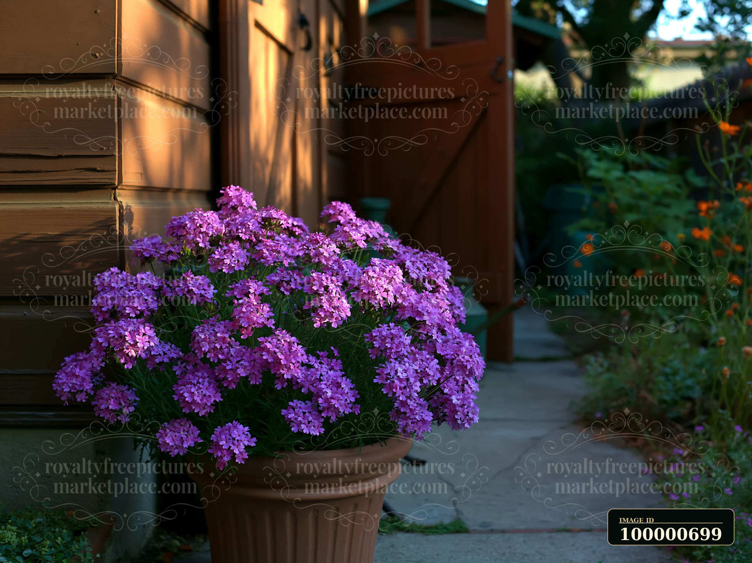 Bright purple flowers bloom in a pot placed beside a wooden door.