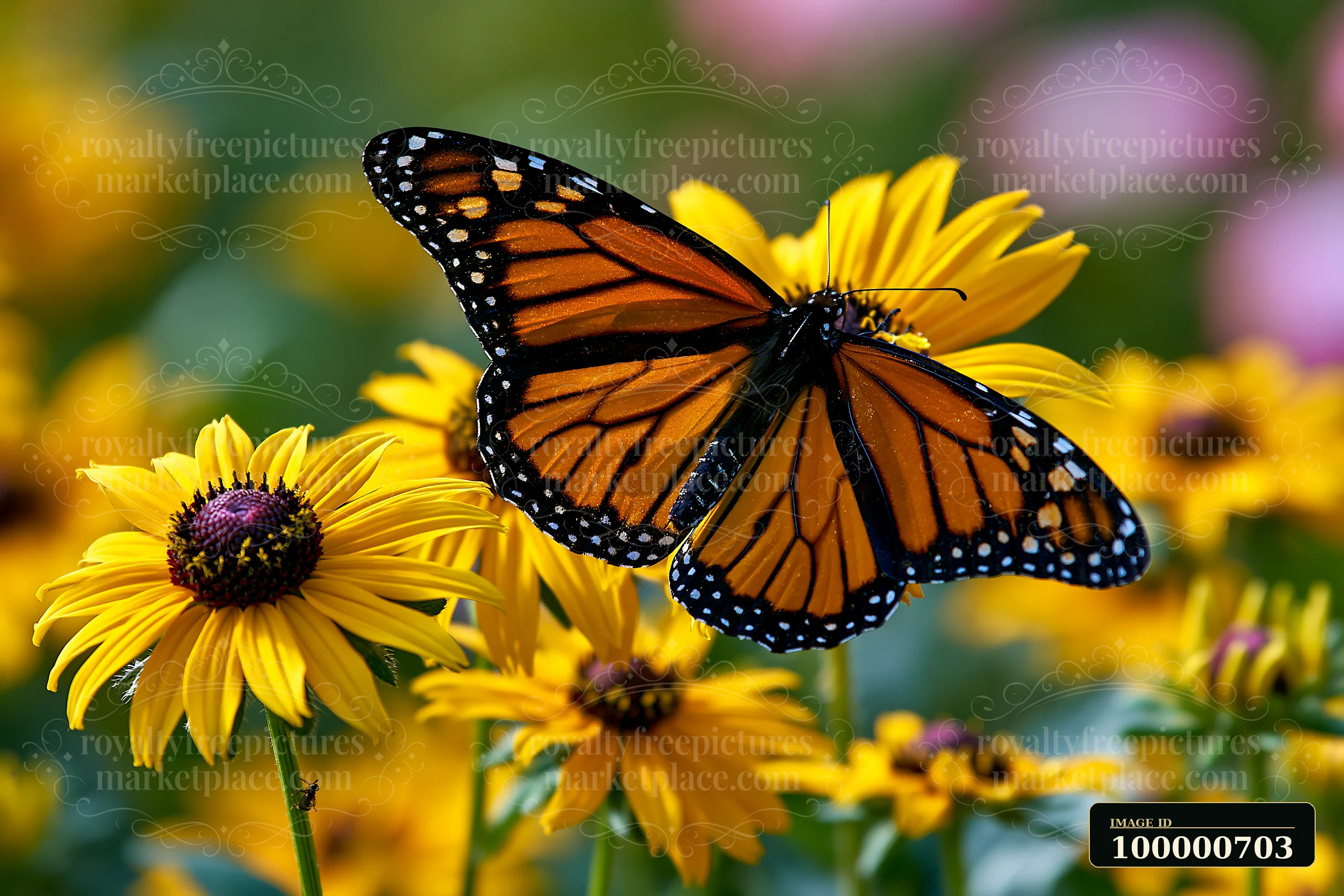 A monarch butterfly sits on vibrant rudbeckia flowers in sunlight.