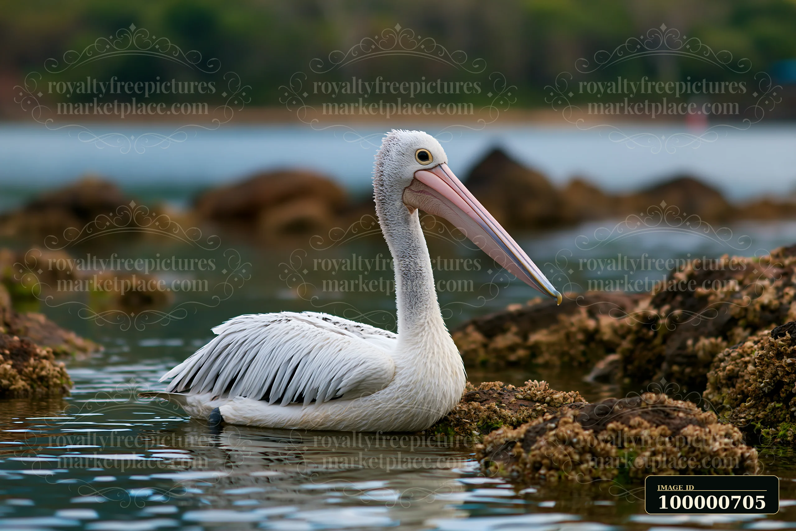 An Australian pelican on coastal lagoon rests on still water near rocky formations.