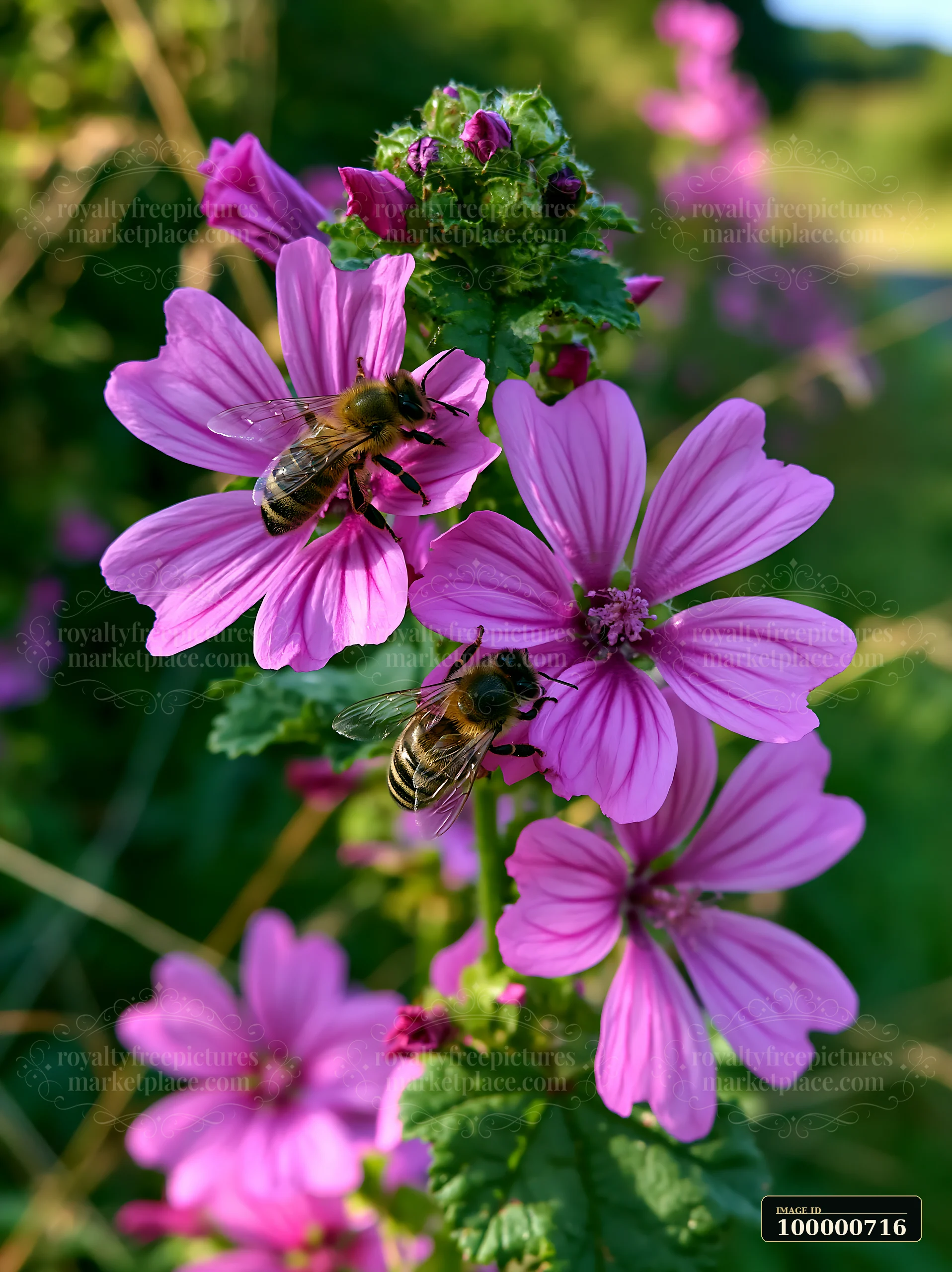 Bees on meadow flowers gather nectar from pink blooms in a sunny setting.