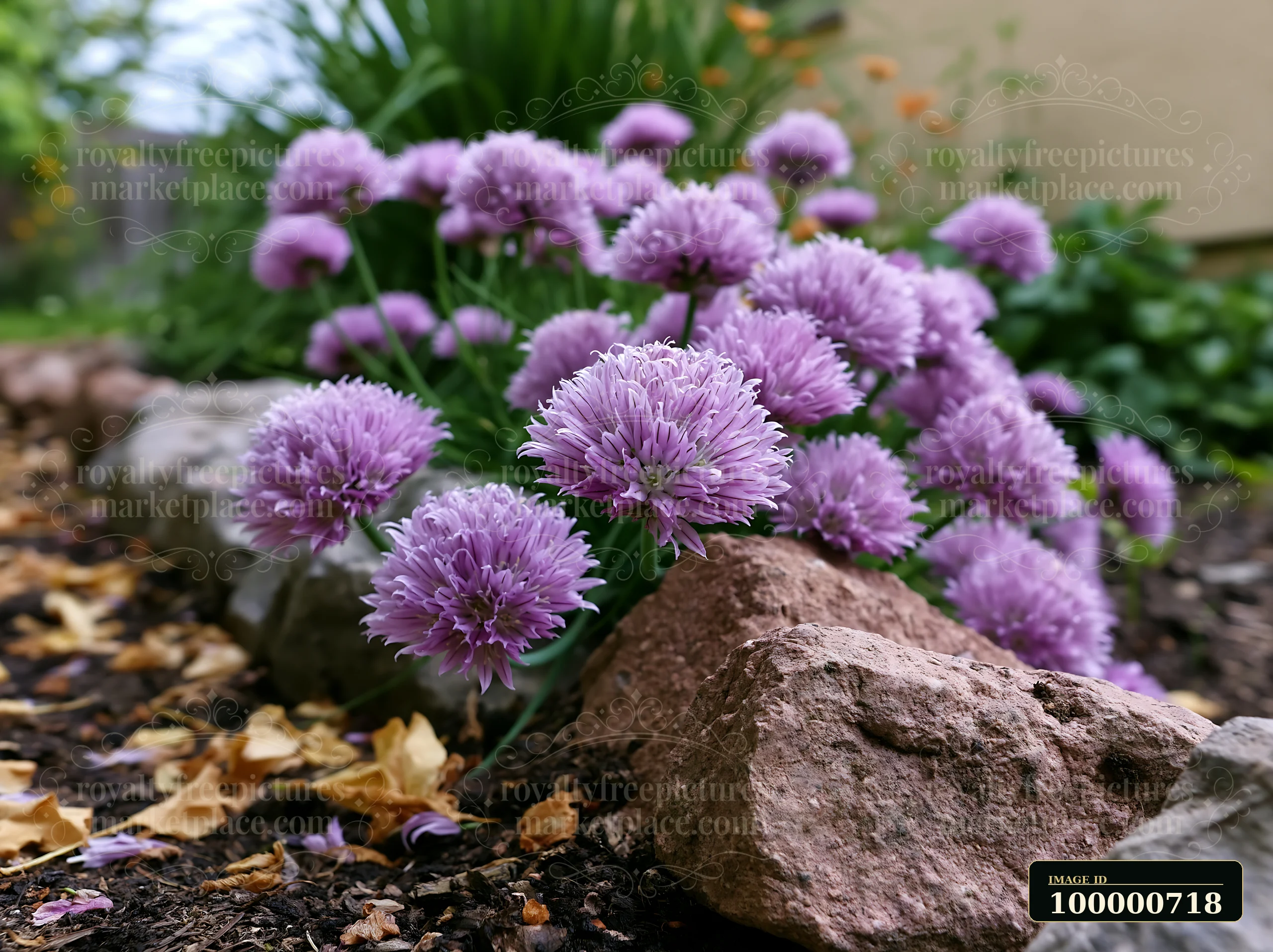 Chive flowers in herb bed bloom in a garden setting with rocks under a mix of green plants.