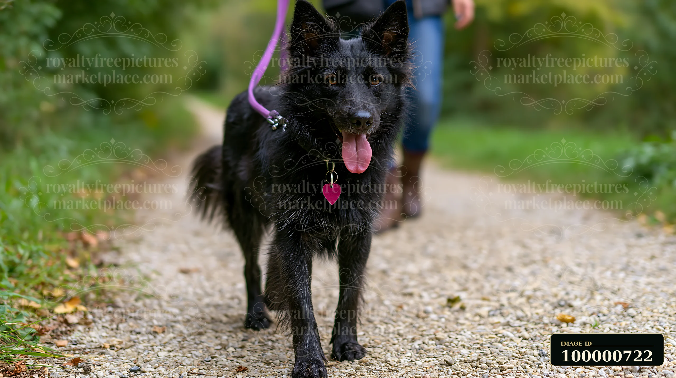 A black rare dog breed walks confidently along a gravel path during obedience training.
