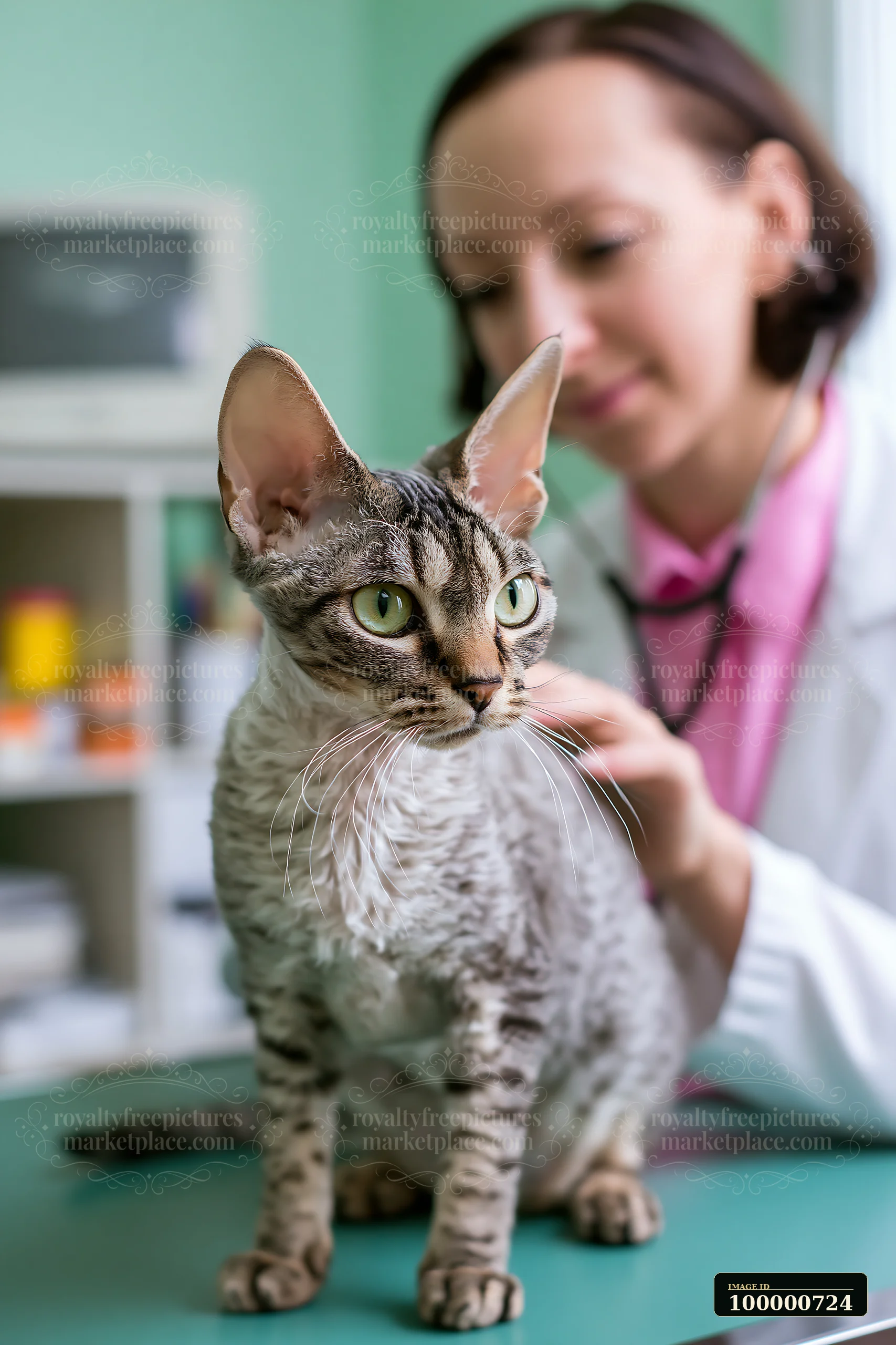 A veterinarian examines a rare cat breed in a clinic setting.