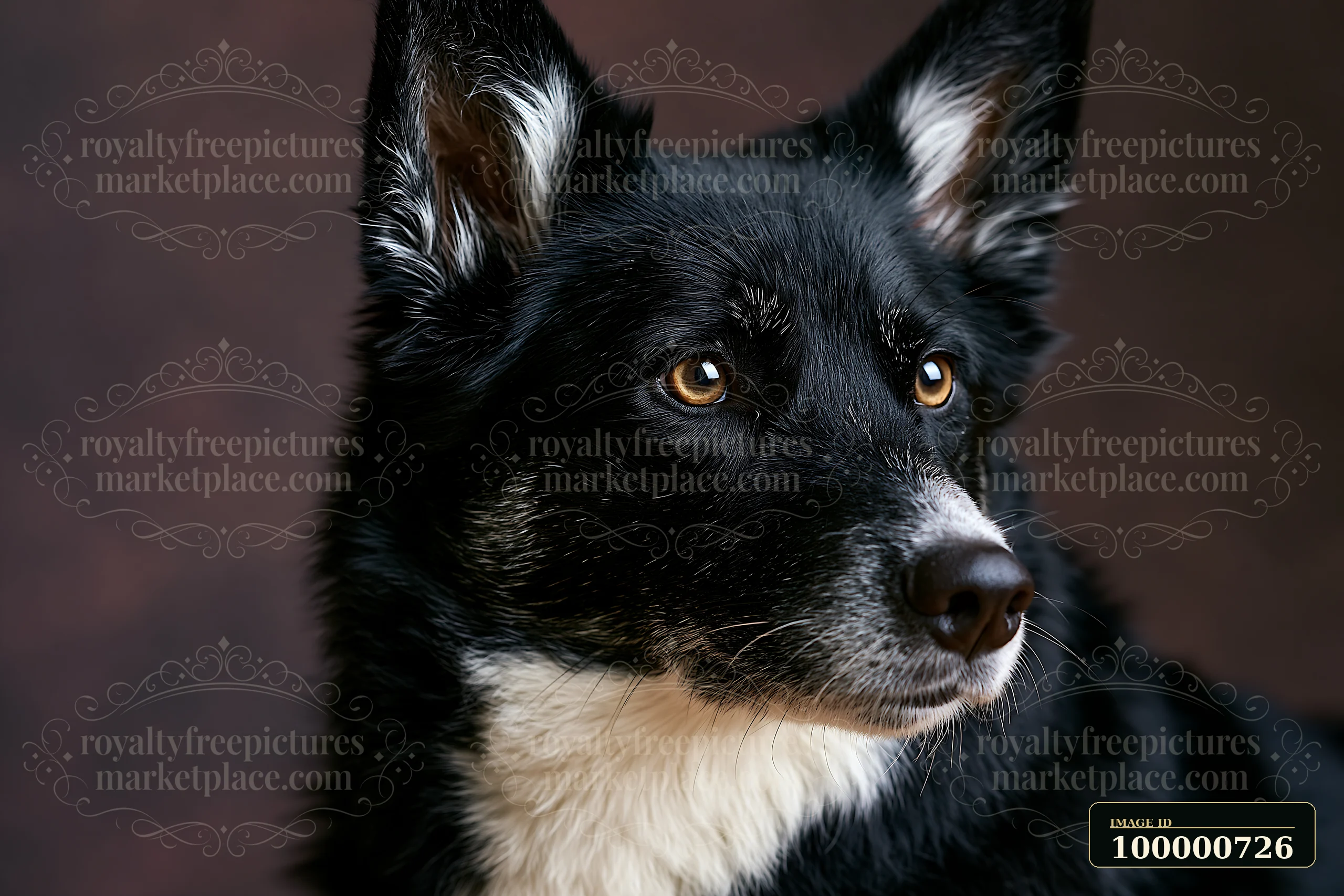 This rare dog breed in studio portrait shows a close-up of a black dog with white markings.