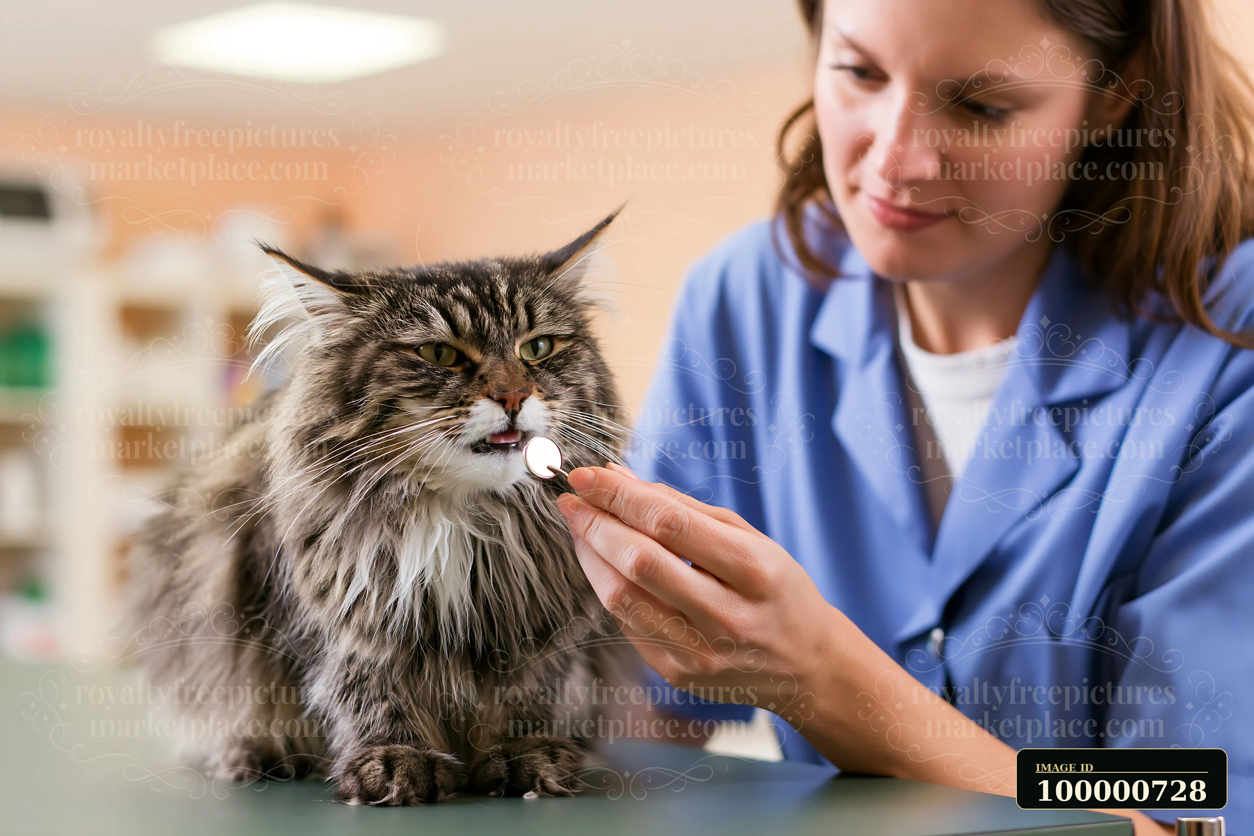 A veterinarian examines a rare cat breed in a veterinary clinic.