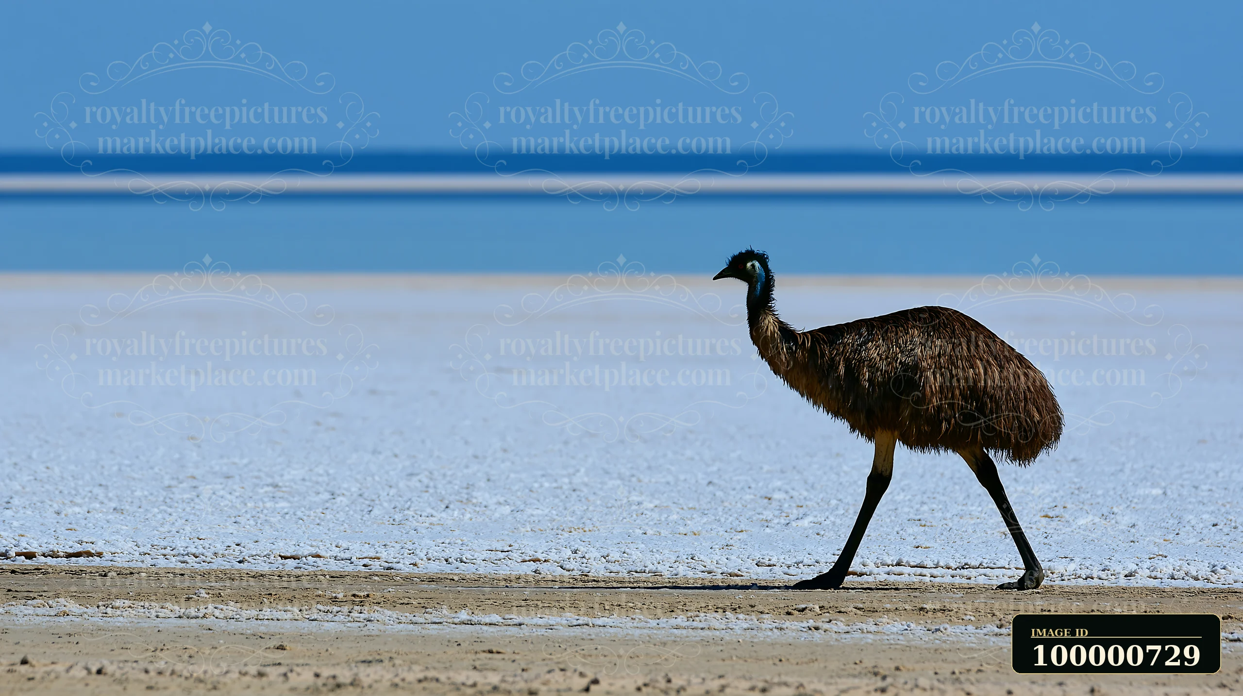 A California Spangled cat walks across a dry, sandy area beside a salt flat.