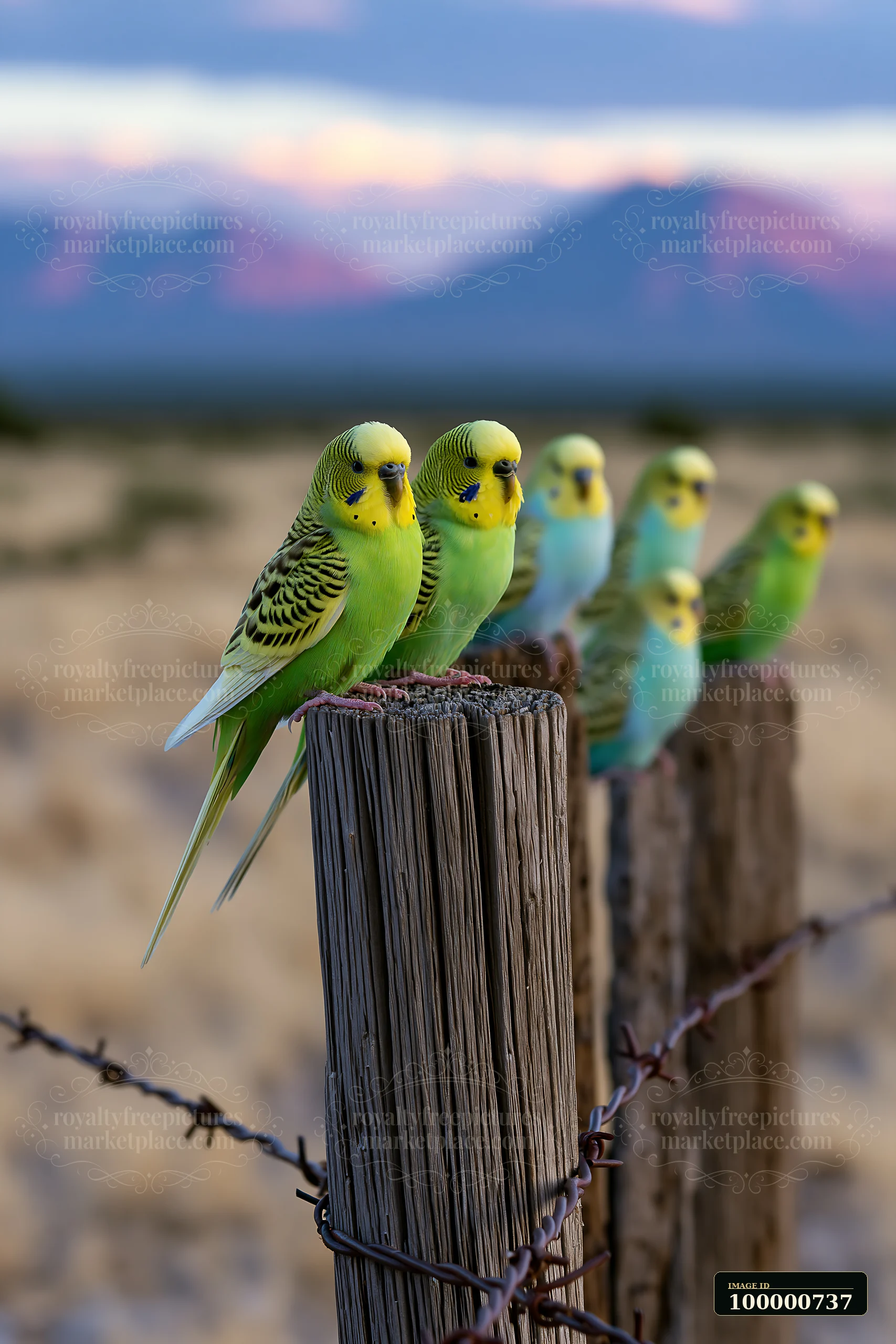 A flock of budgerigars sits on a wooden fence post in a desert landscape.