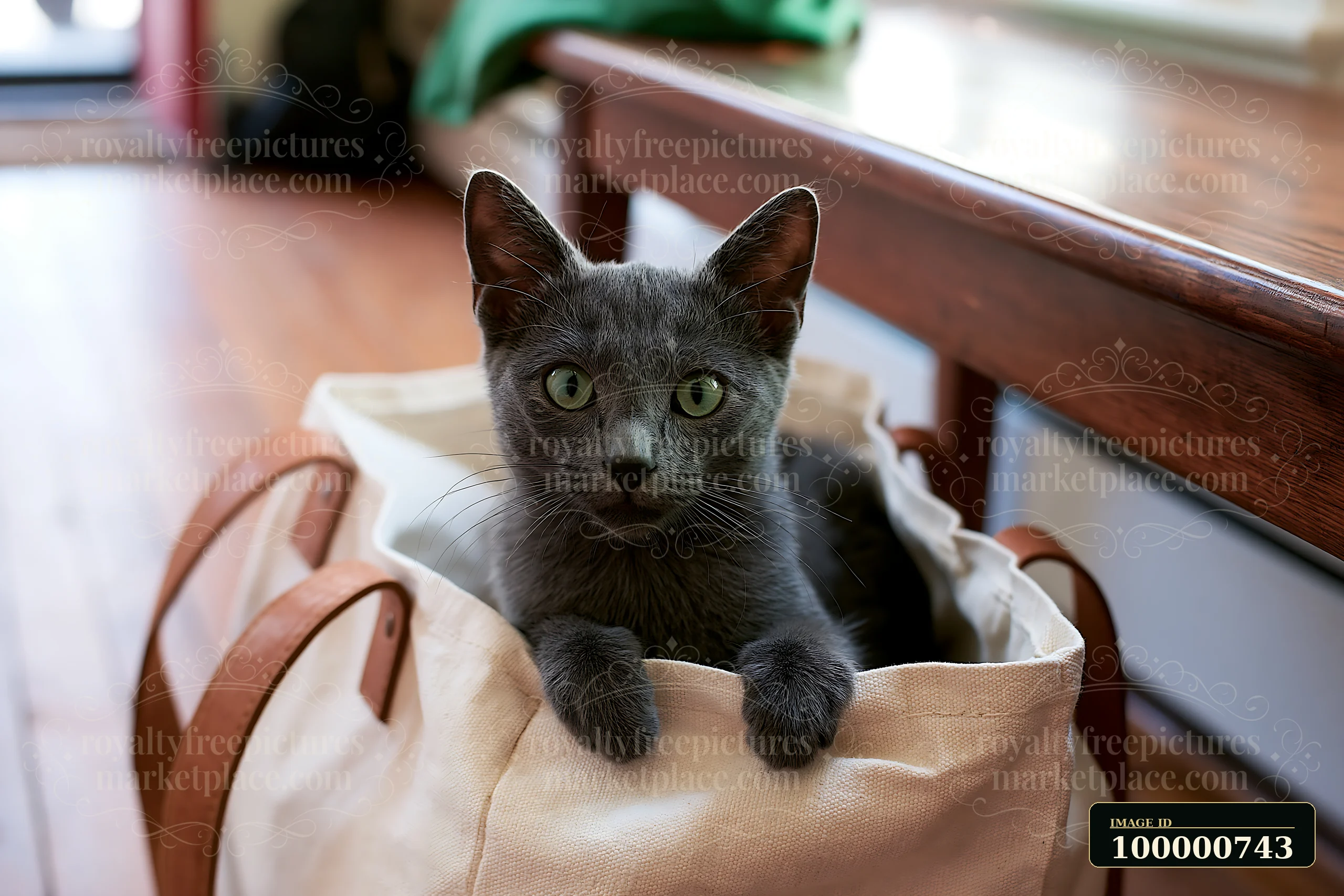 A Korat kitten looks curiously from inside a bag in a cozy indoor setting.