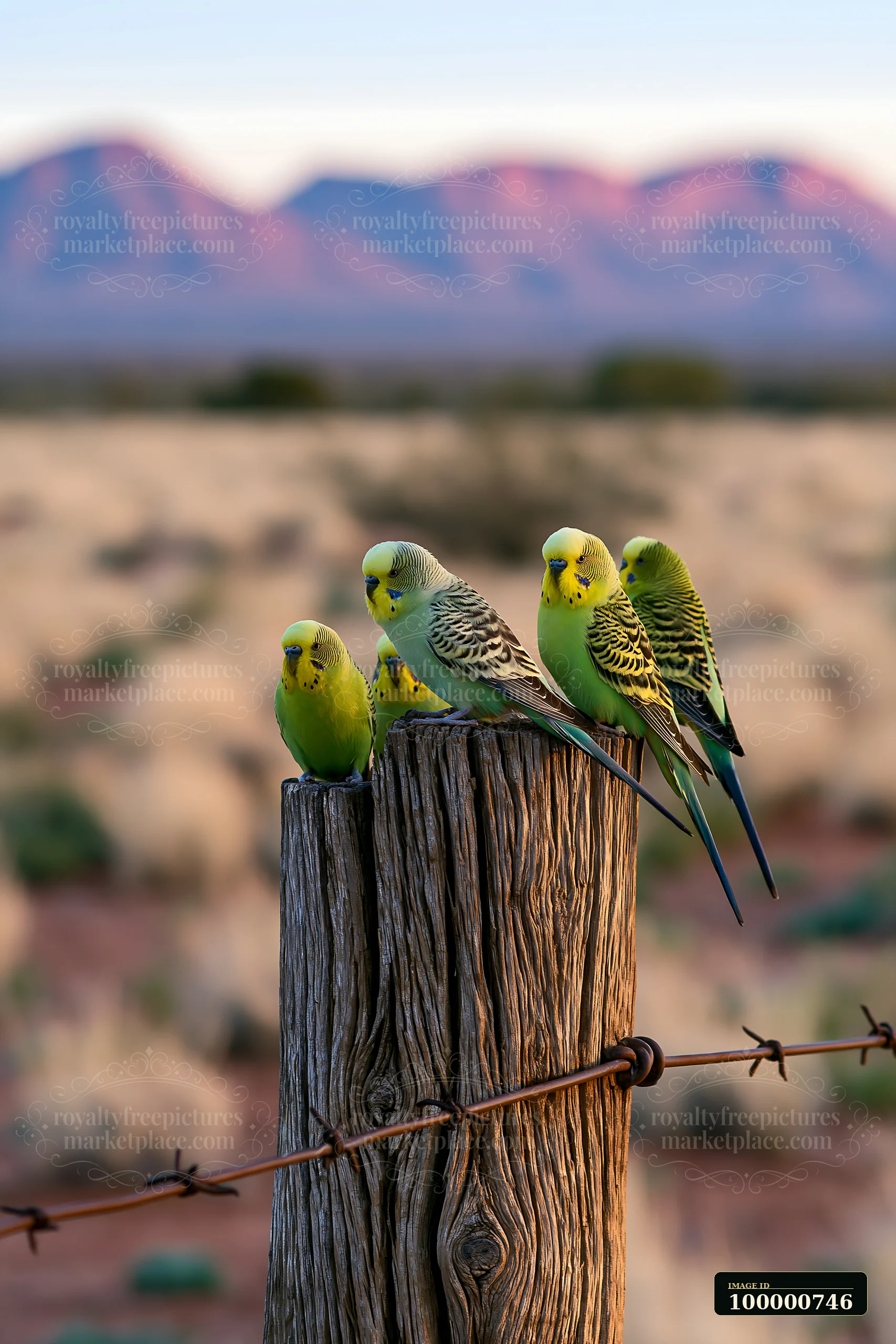 A flock of Budgerigars gathers on a wooden post in a desert setting with mountains in the background.