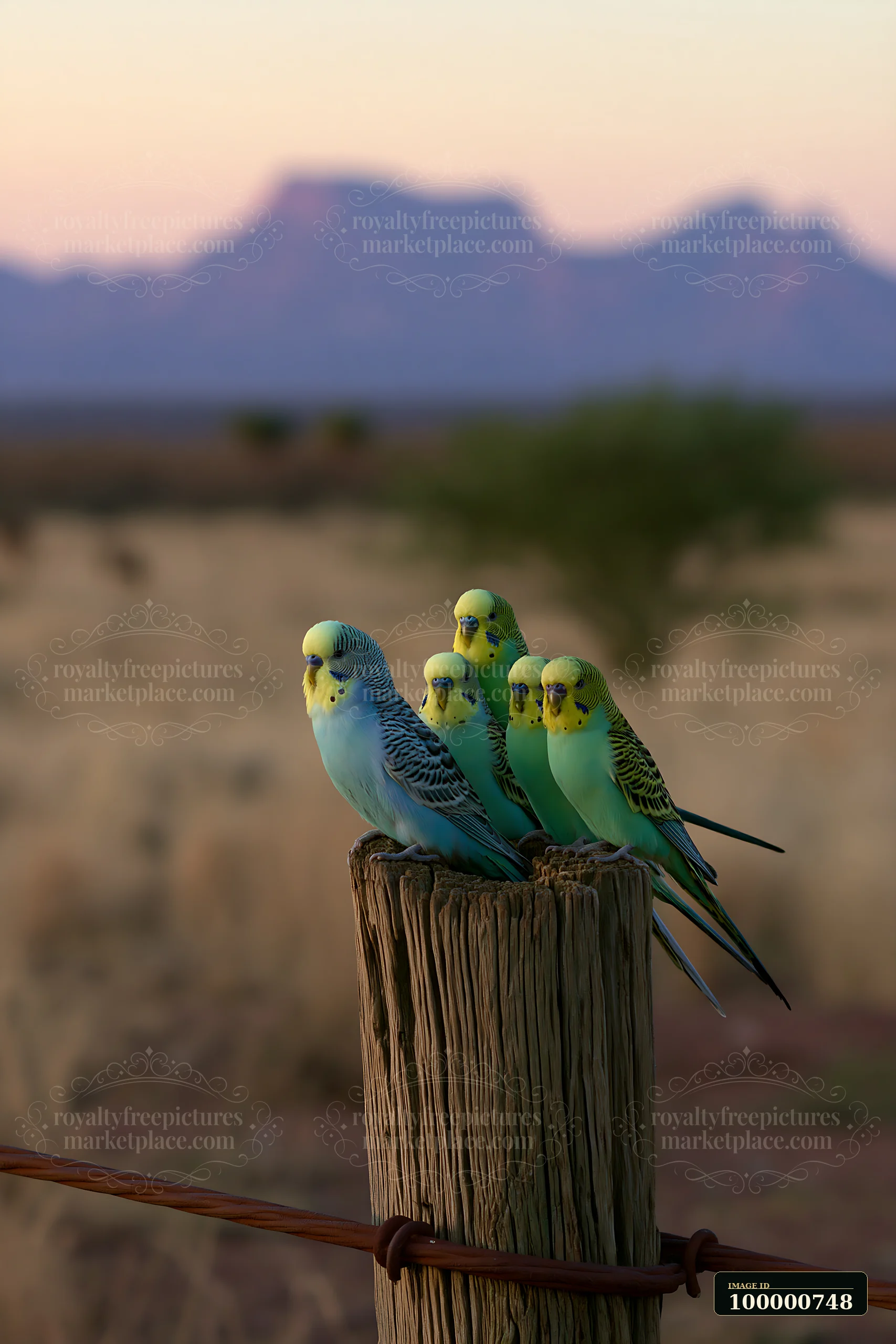 A group of budgerigars perched on a wooden post with a desert landscape behind them.