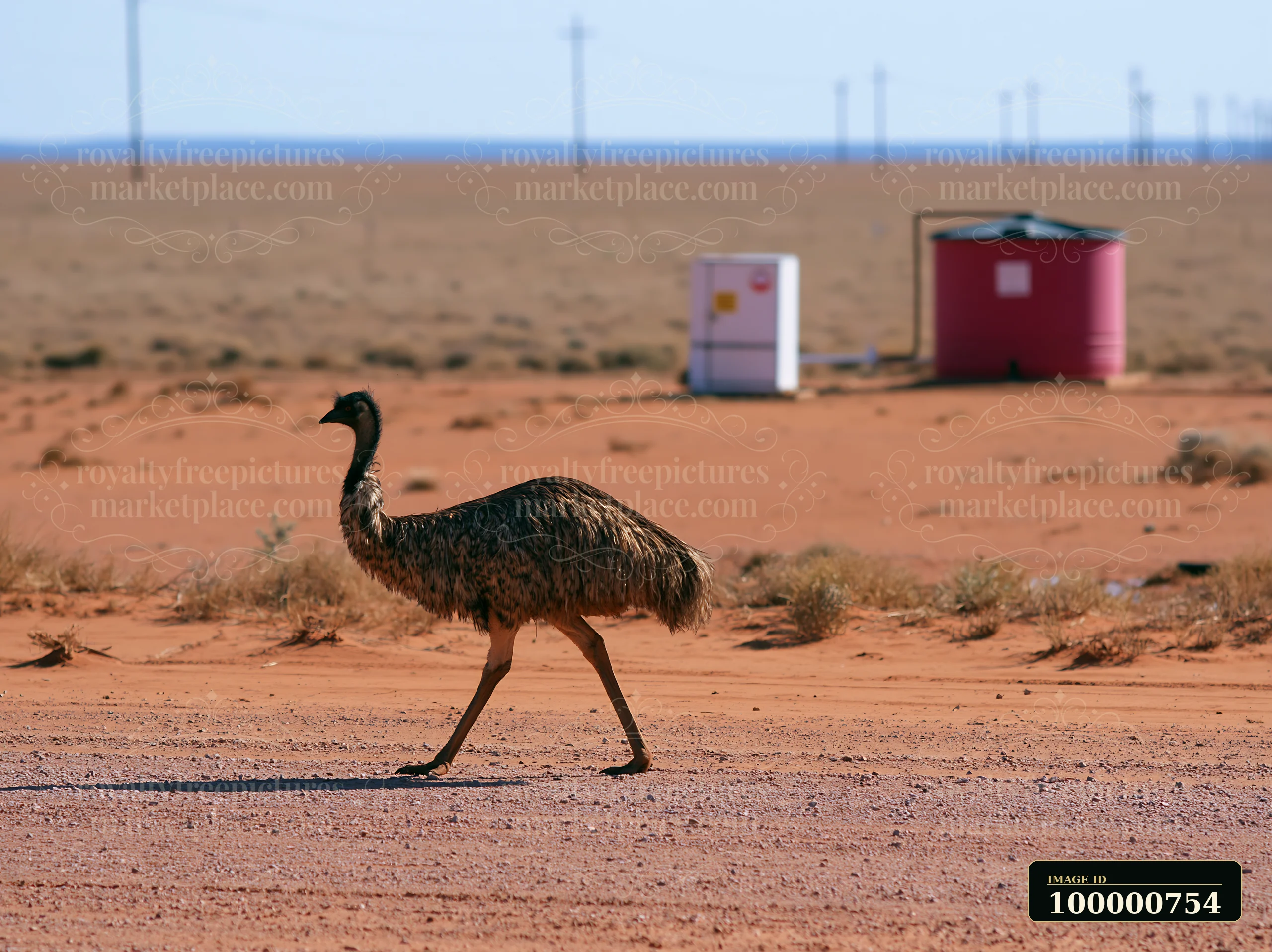 An emu walking across a dry outback plain with sparse vegetation and distant power lines.