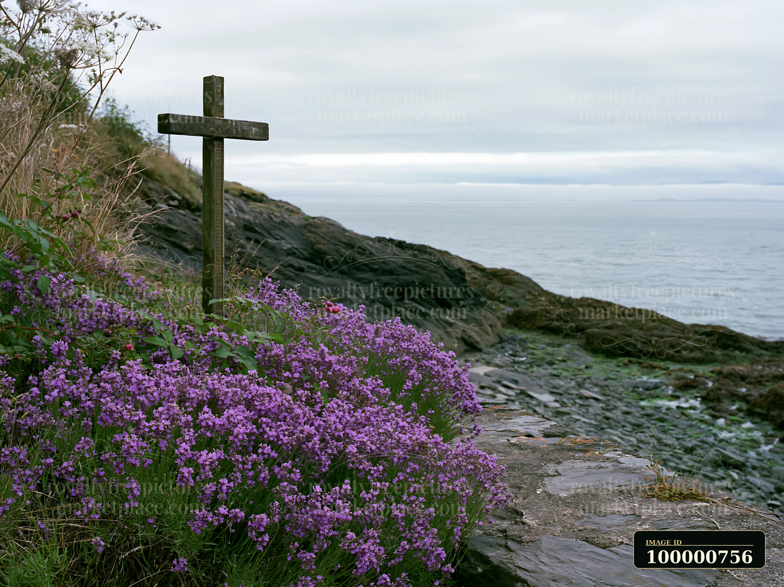 Purple sea lavender grows along the coastline with a wooden cross on the rocky shore.