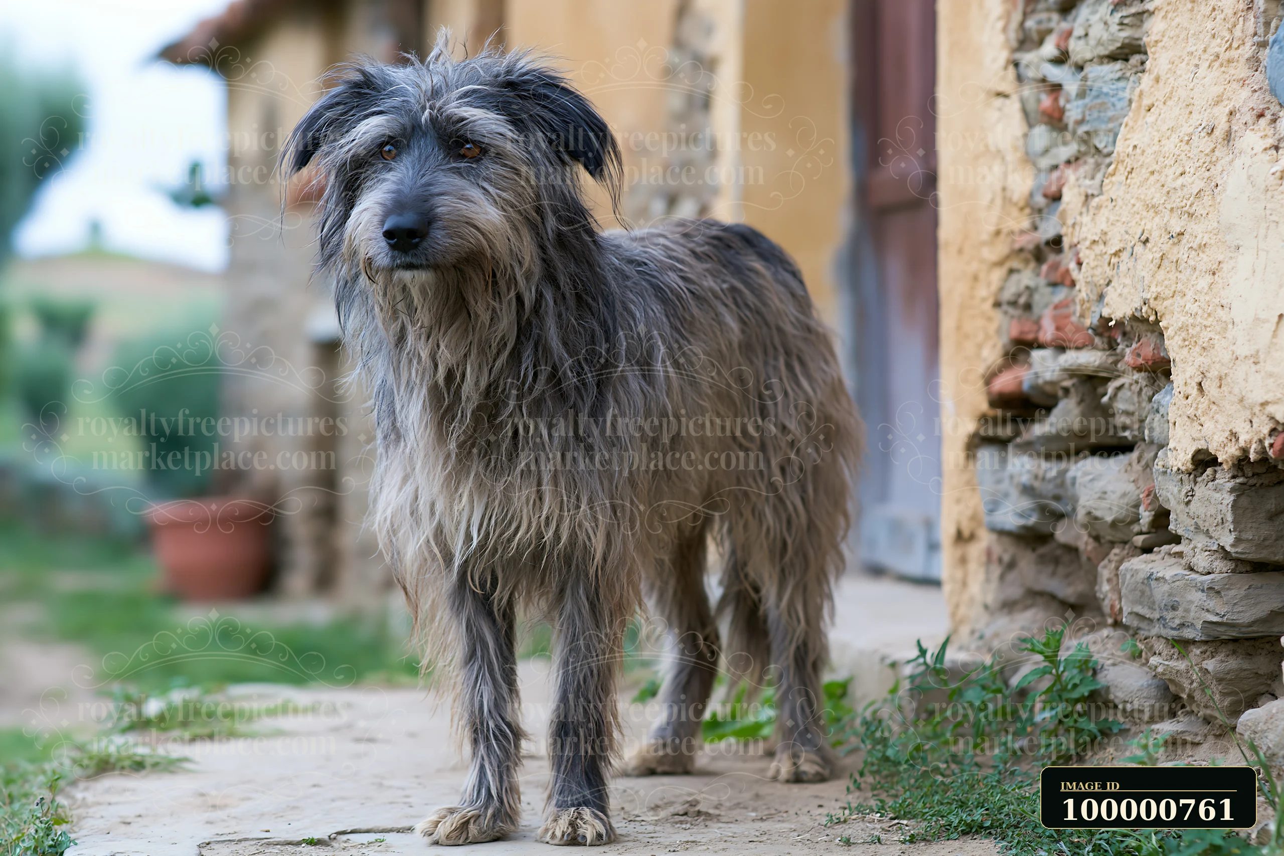 A rare dog breed with unusual coat texture stands on a pathway near a rustic building.