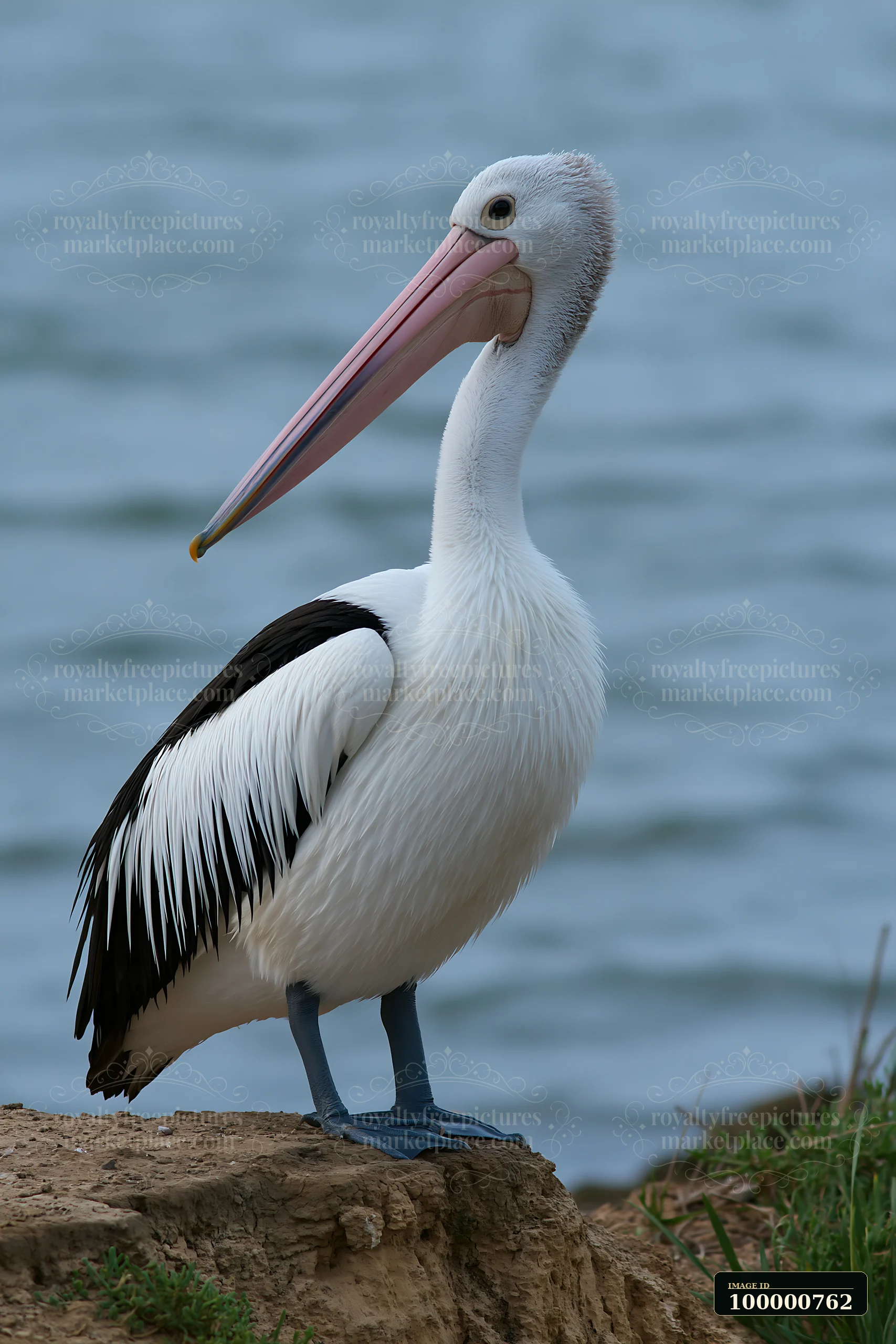 An Australian pelican on coastal lagoon stands on the edge, featuring a long bill and distinct plumage.