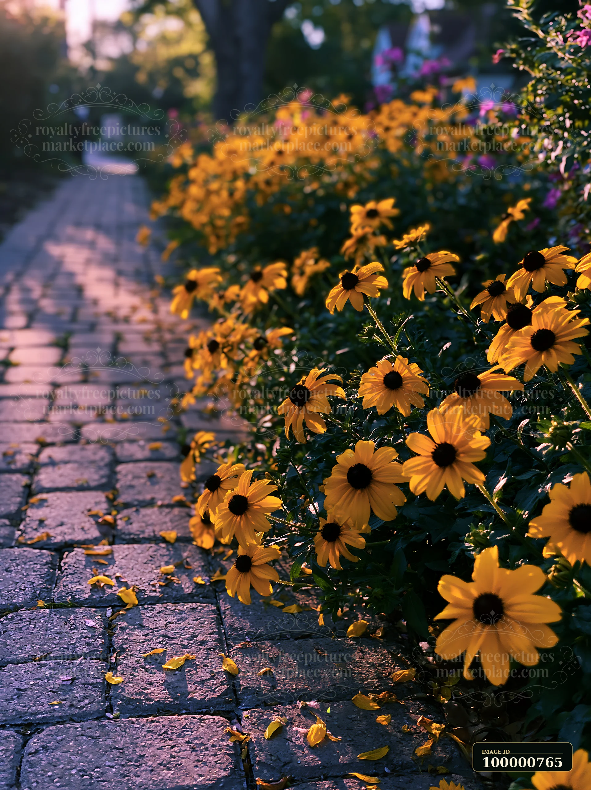 Rudbeckia flowers in sunlight line a cobblestone pathway in a garden.