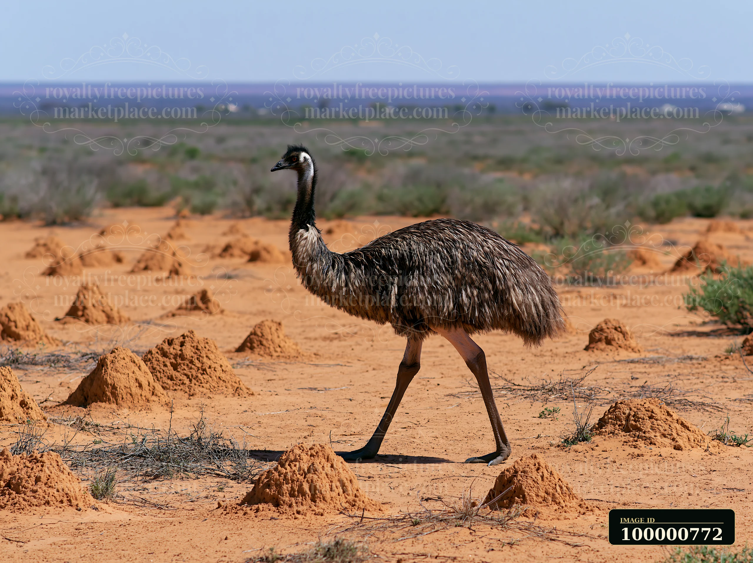 An emu walks across an outback plain, surrounded by anthills on sandy terrain.