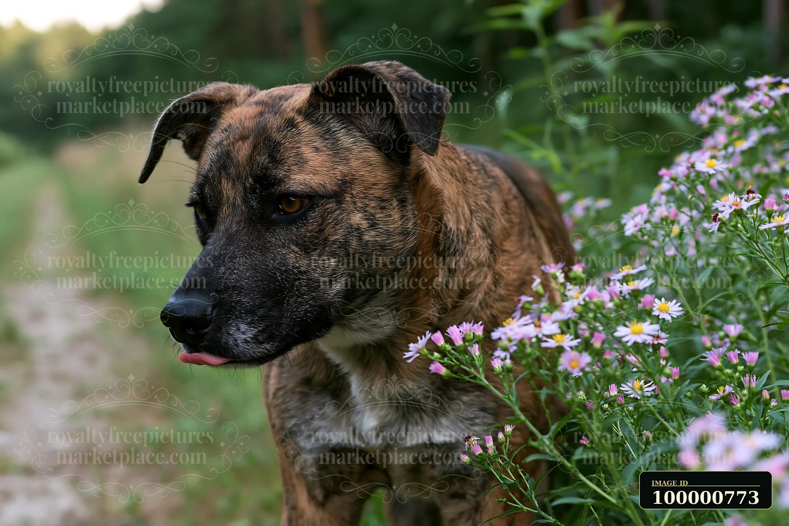 A rare dog breed brindle coat stands near flowers on a path in the woods.