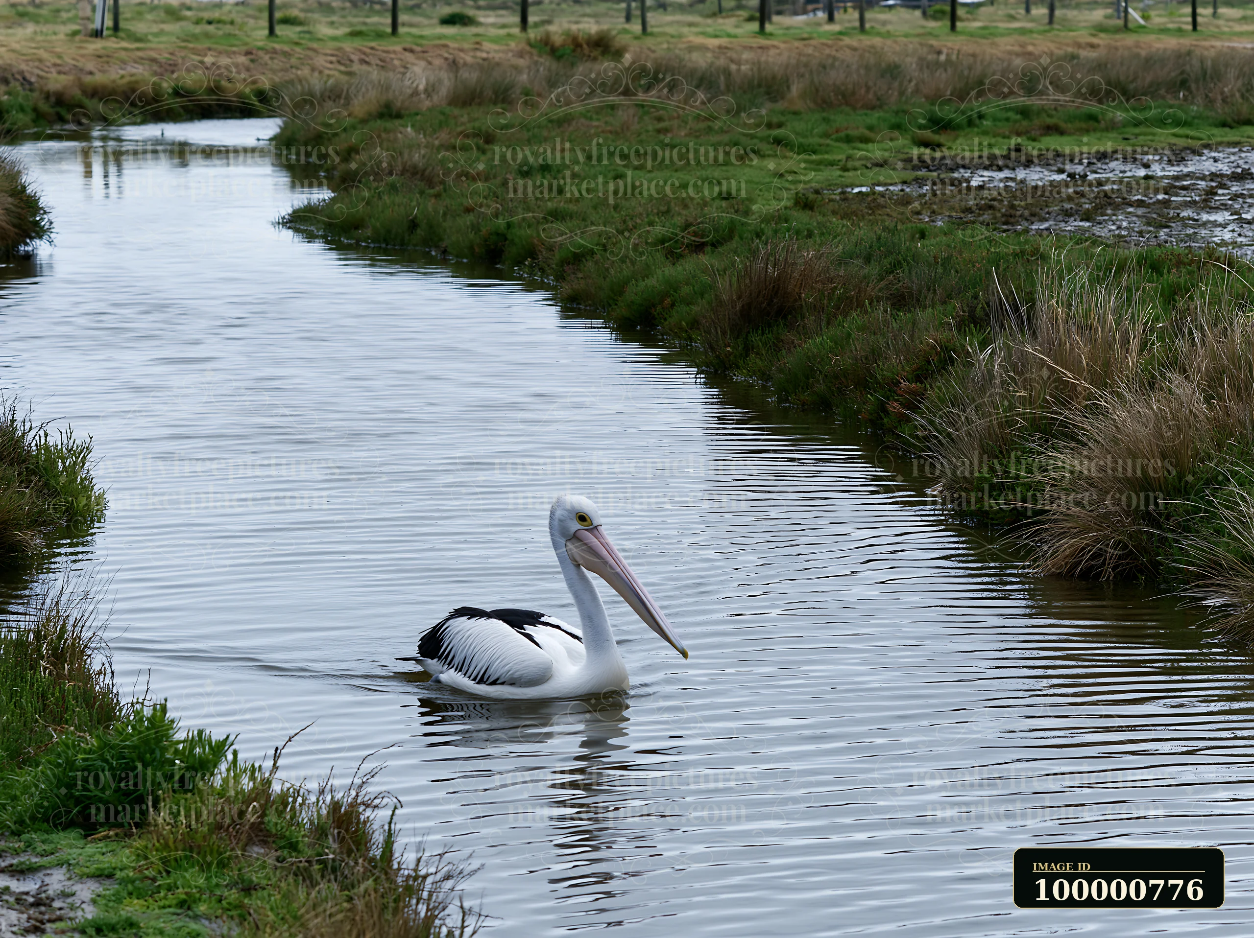 An Australian pelican on coastal lagoon moves through calm water with grassy banks.