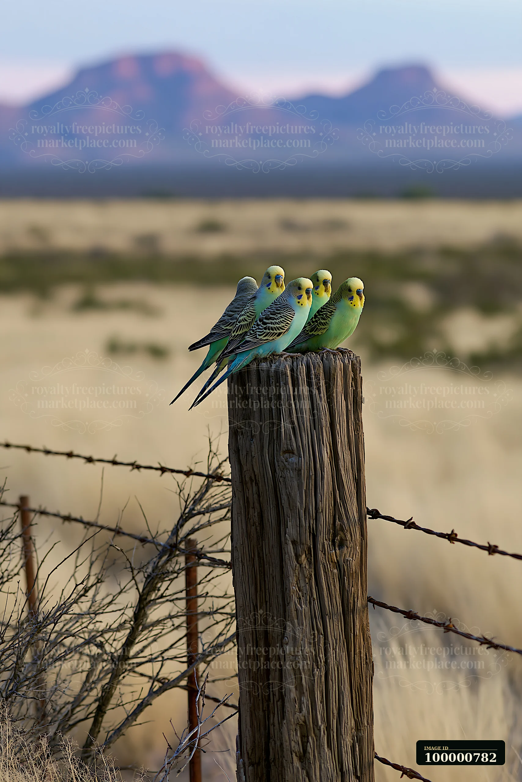 A flock of budgerigars is perched on a wooden post against a desert backdrop.