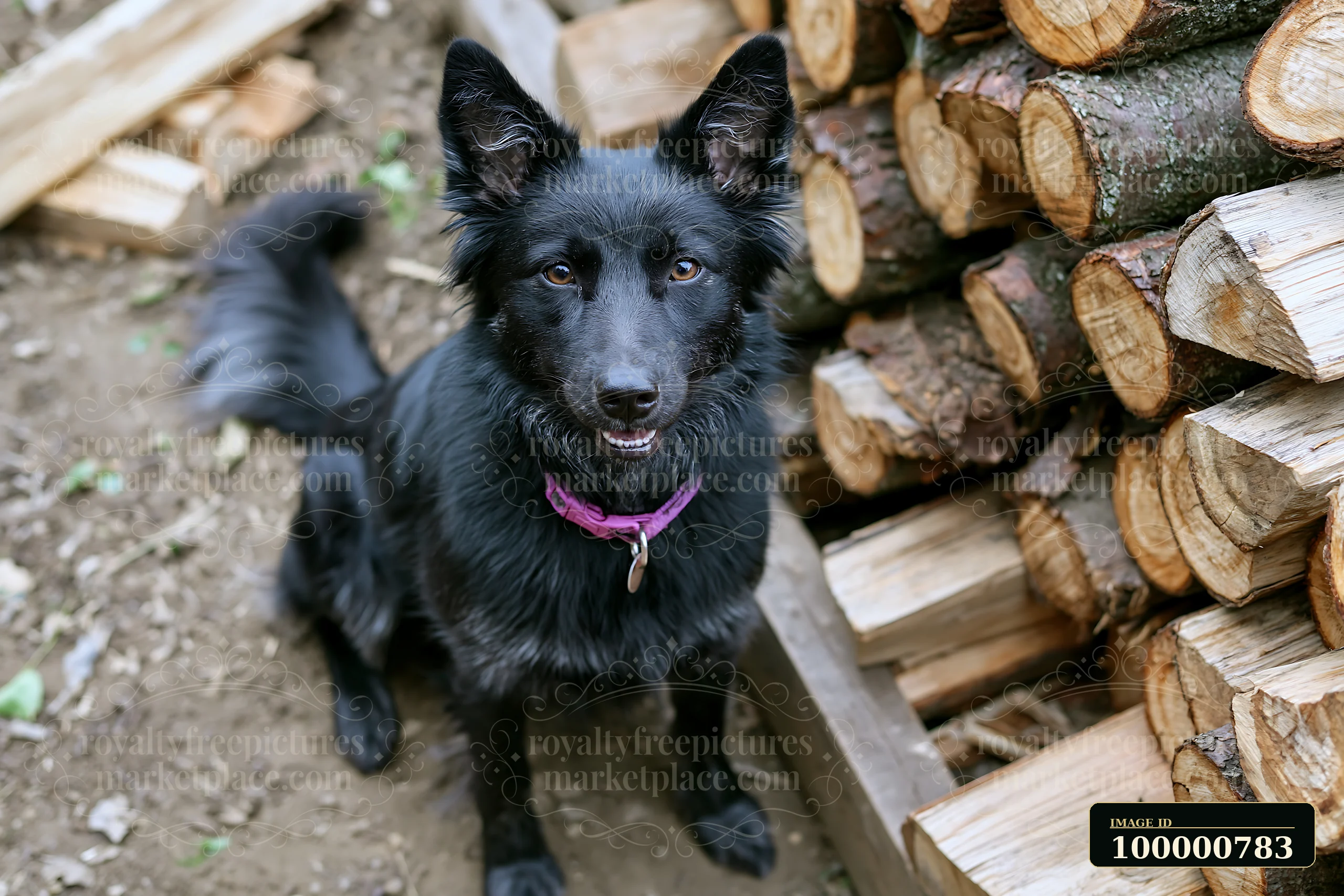 A black dog with a purple collar sits beside neatly stacked firewood logs in a yard.