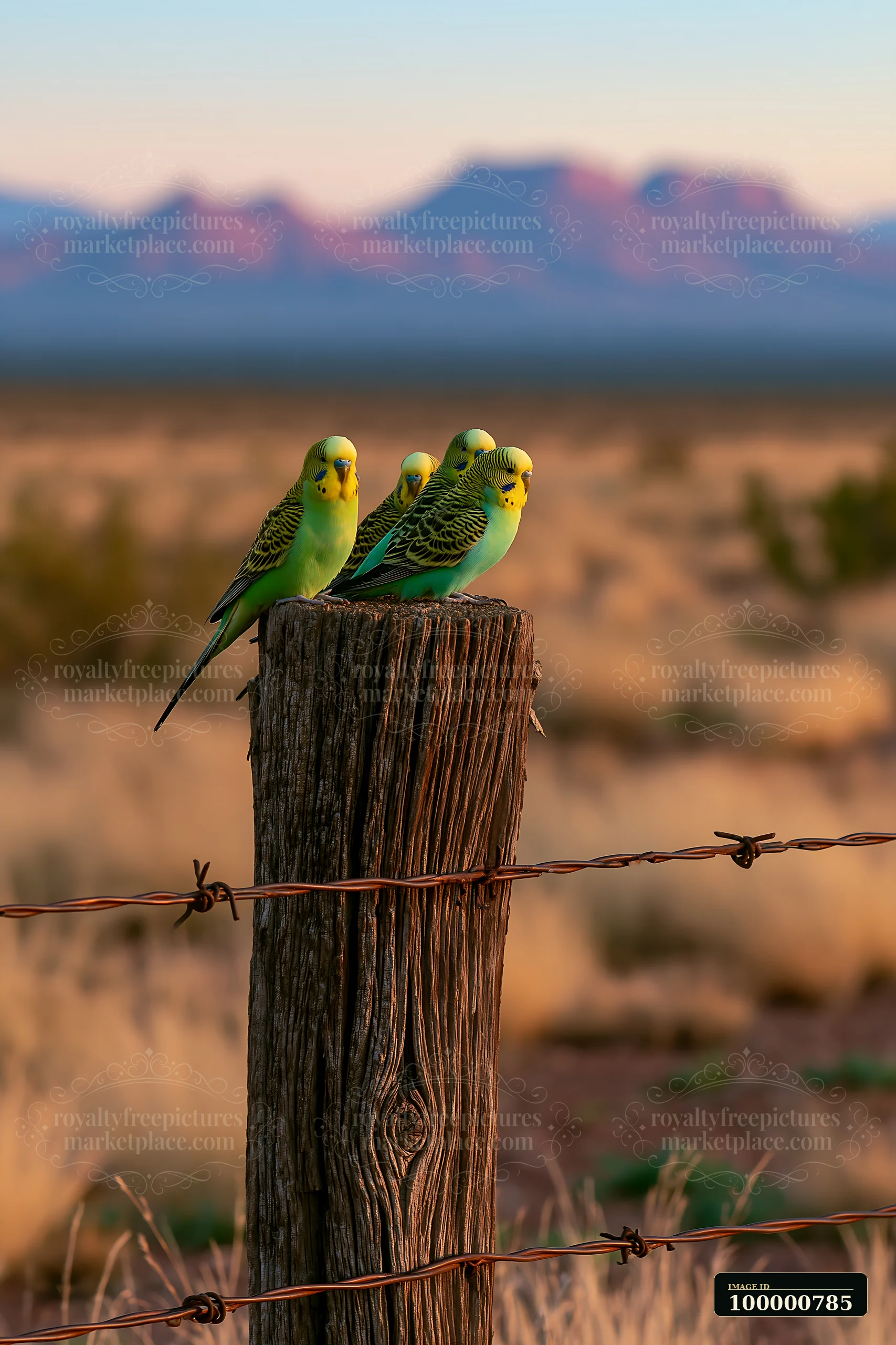 A flock of budgerigars perches on a wooden post in a desert landscape as mountains rise in the background.