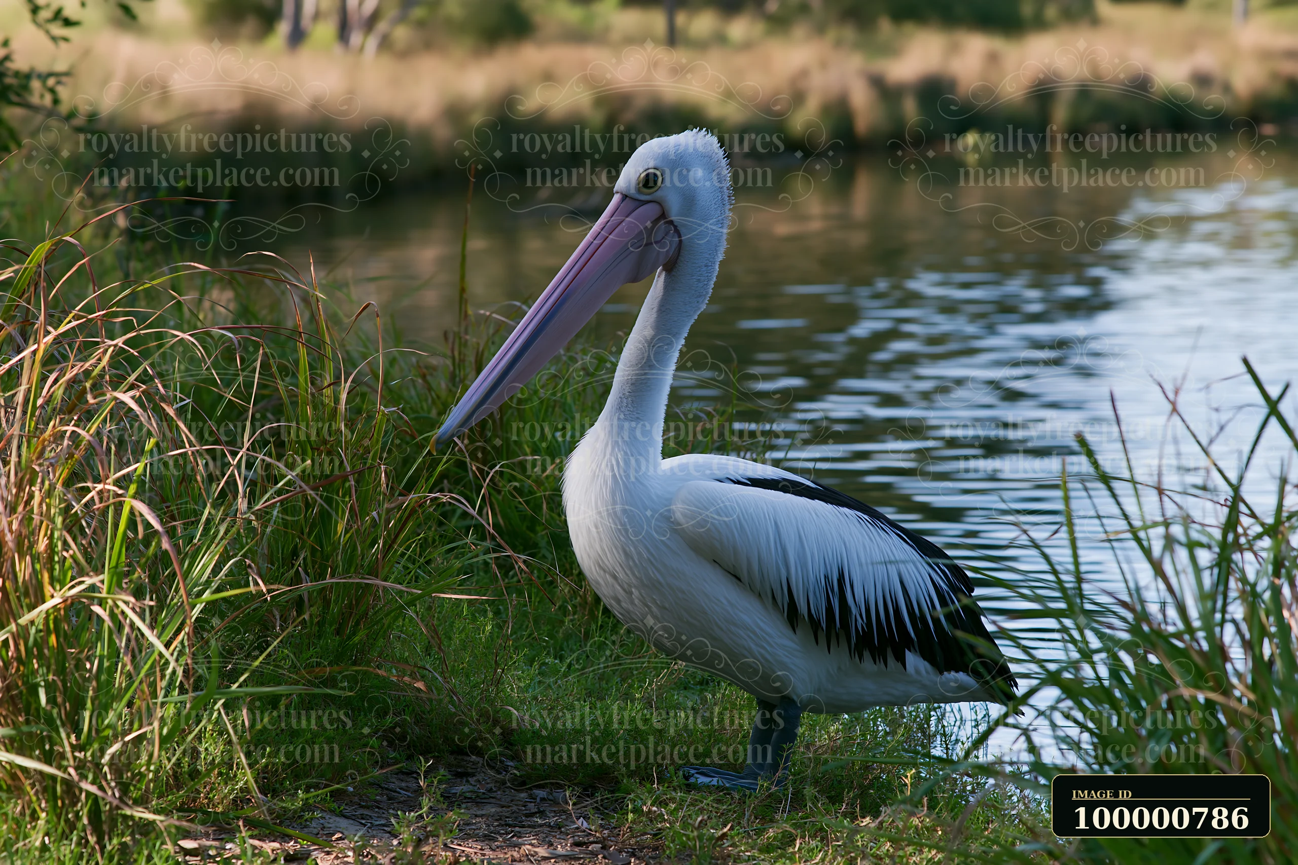 An Australian pelican stands by a coastal lagoon, surrounded by tall grasses and reeds.