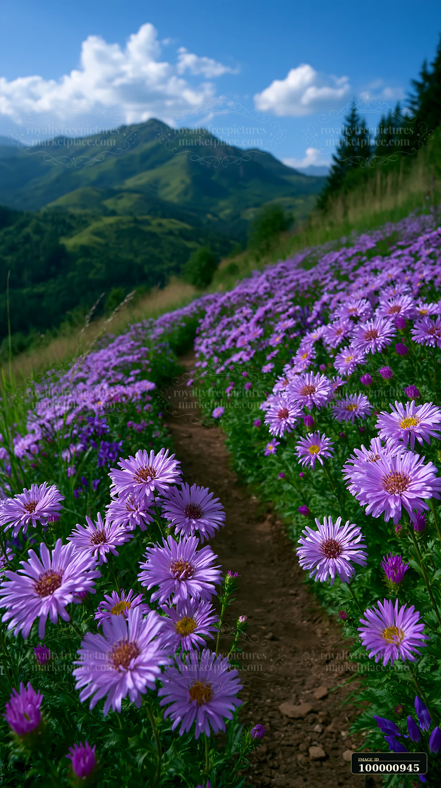 A winding path leads through vibrant purple flowers in a mountainous area under a blue sky with clouds.