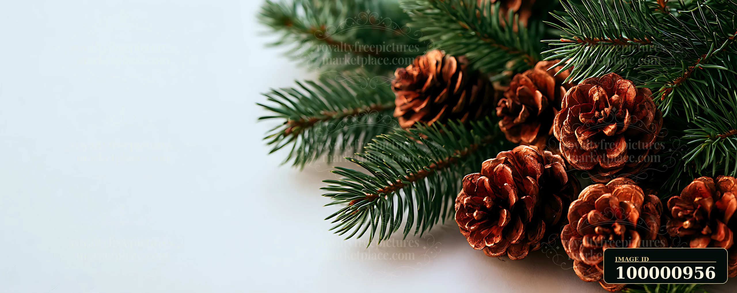 Pine branches and pine cones are arranged on a white surface.
