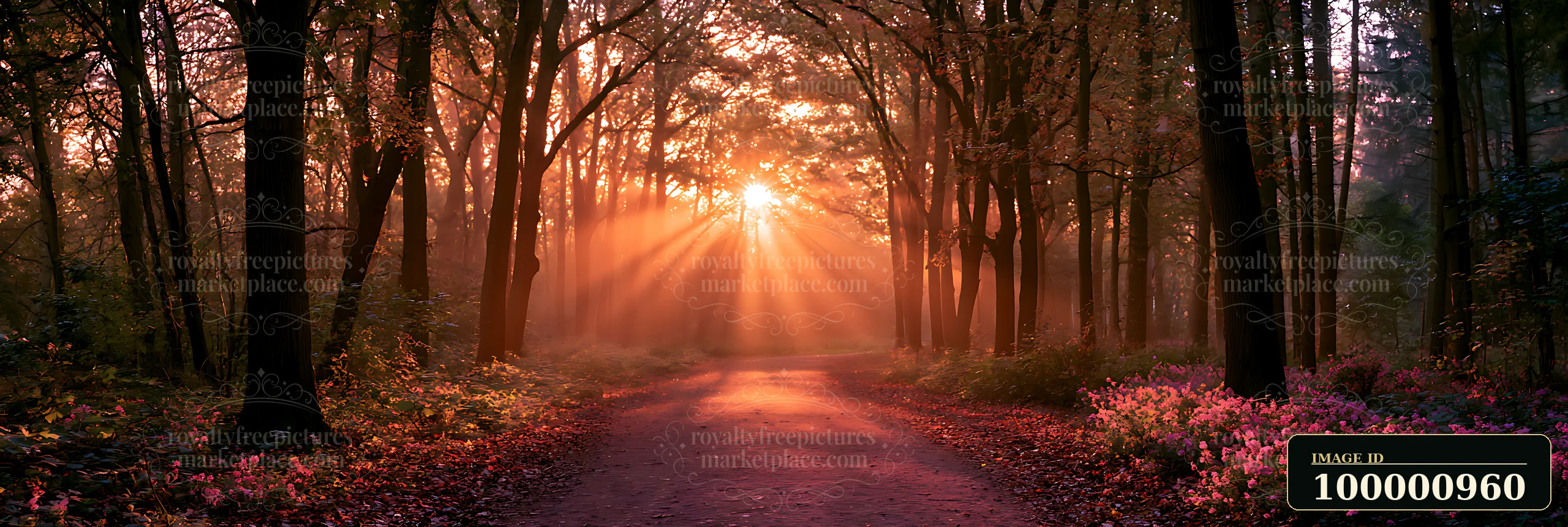 Sunlight shines through trees, casting rays onto a path in the forest.