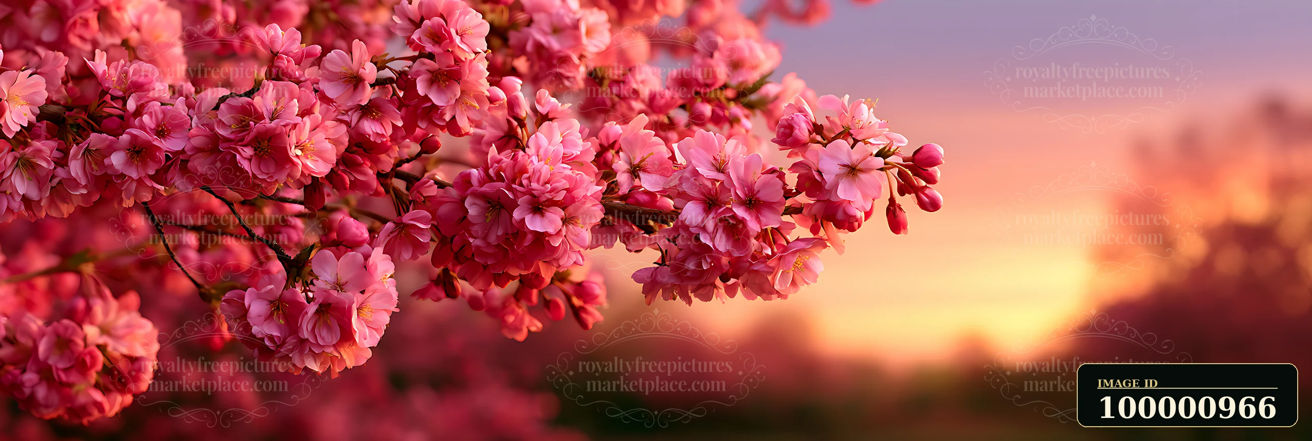A branch covered in pink cherry blossoms stretches across the scene as the sun sets, casting warm colors across the sky and illuminating the flower petals.