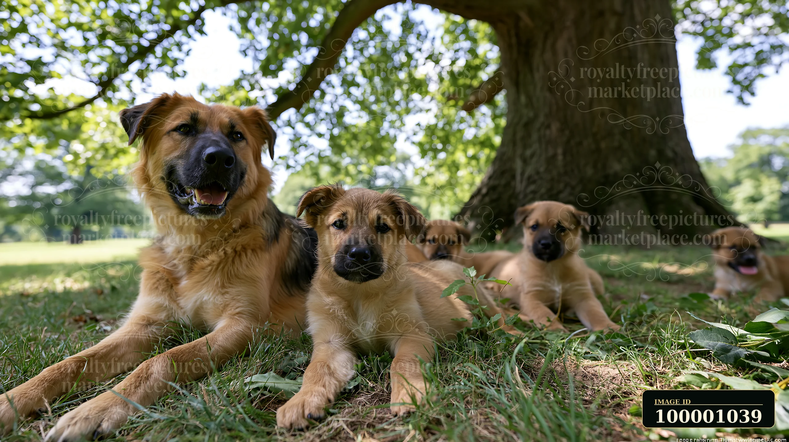 A rare dog breed mother is lying on the grass with her puppies nearby, enjoying a sunny day in a park setting.