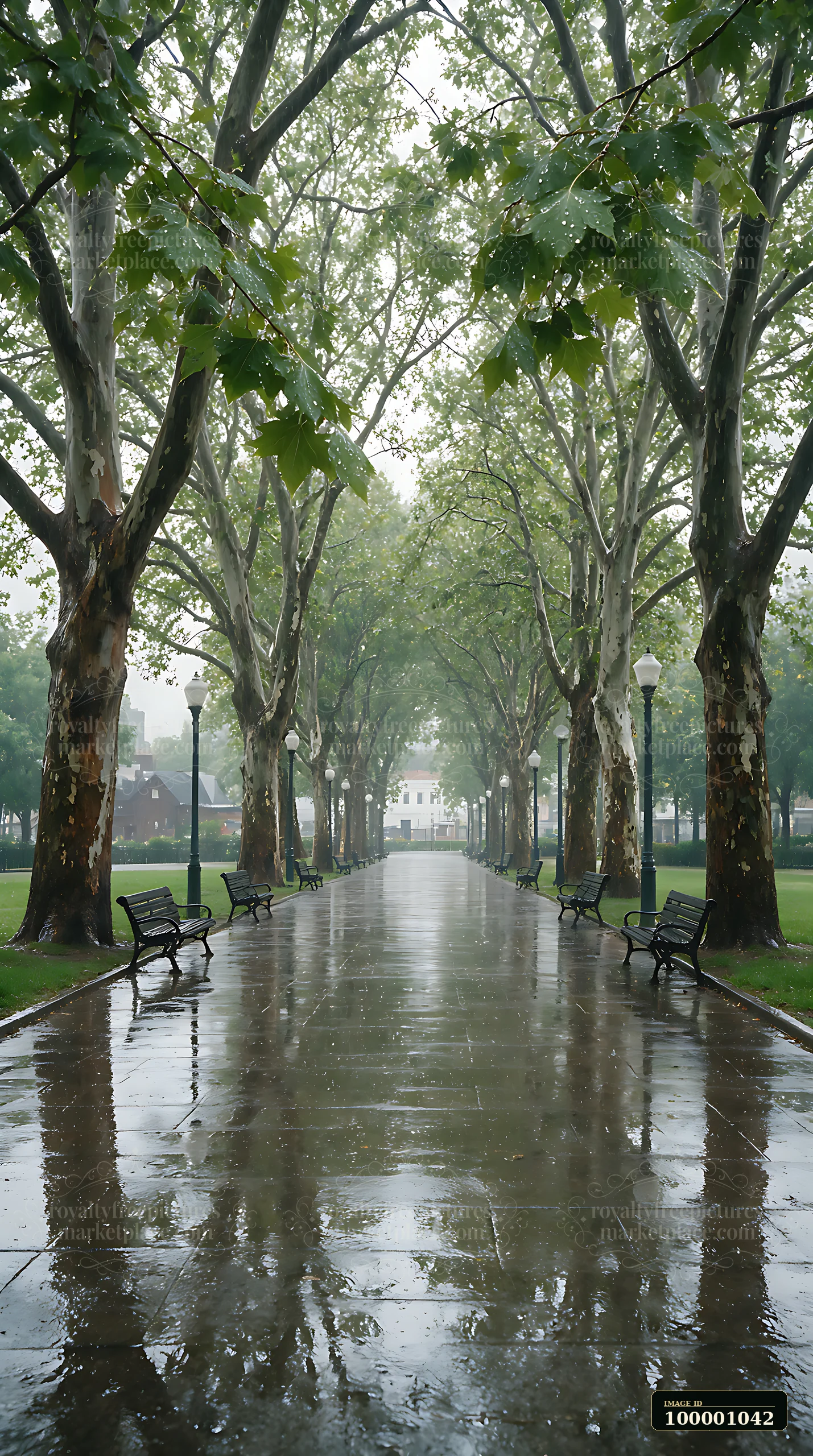 Rain falls on a walkway surrounded by plane trees in a city park.