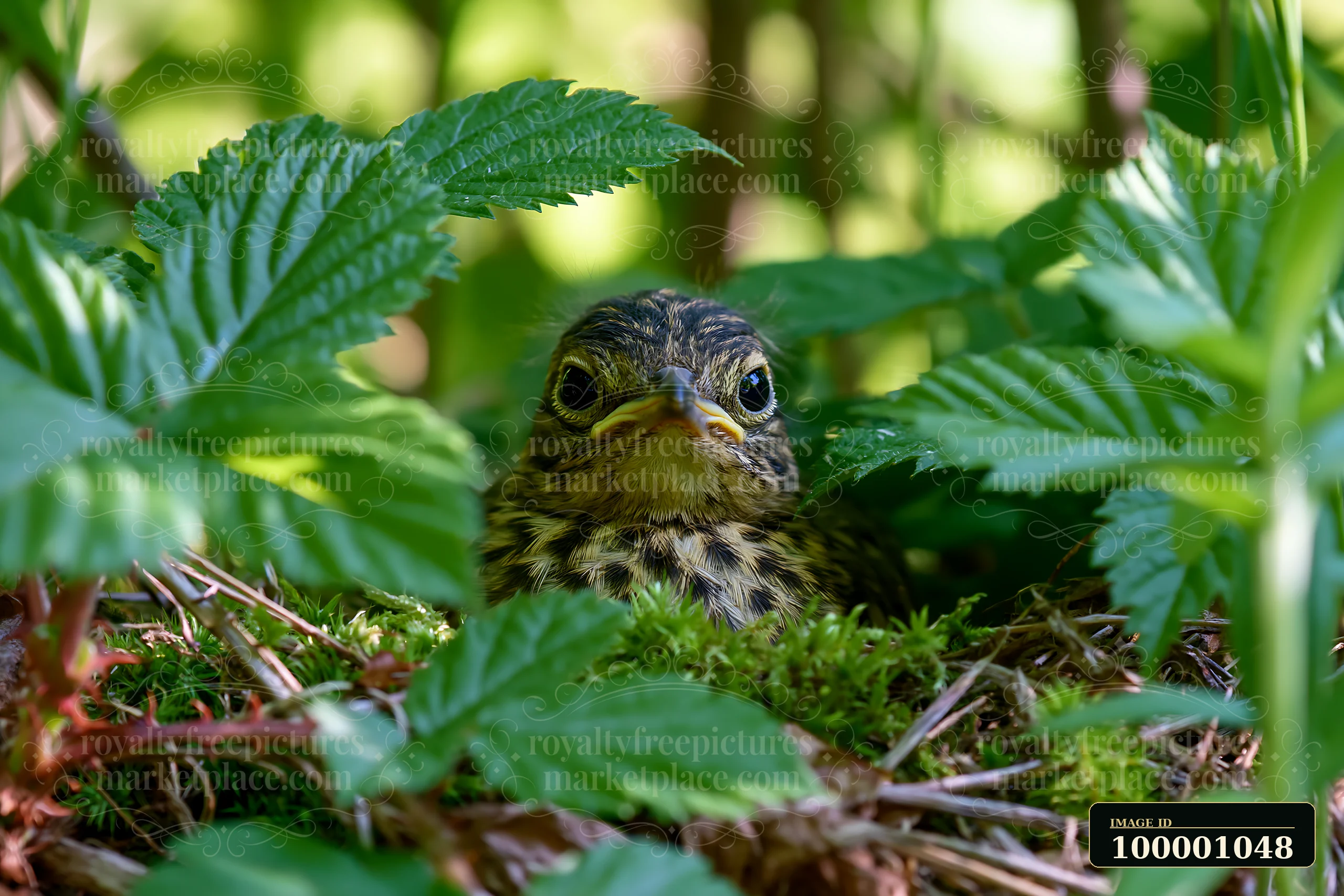 A young bird sits quietly in its nest surrounded by lush green leaves in a meadow with nesting bird habitat.
