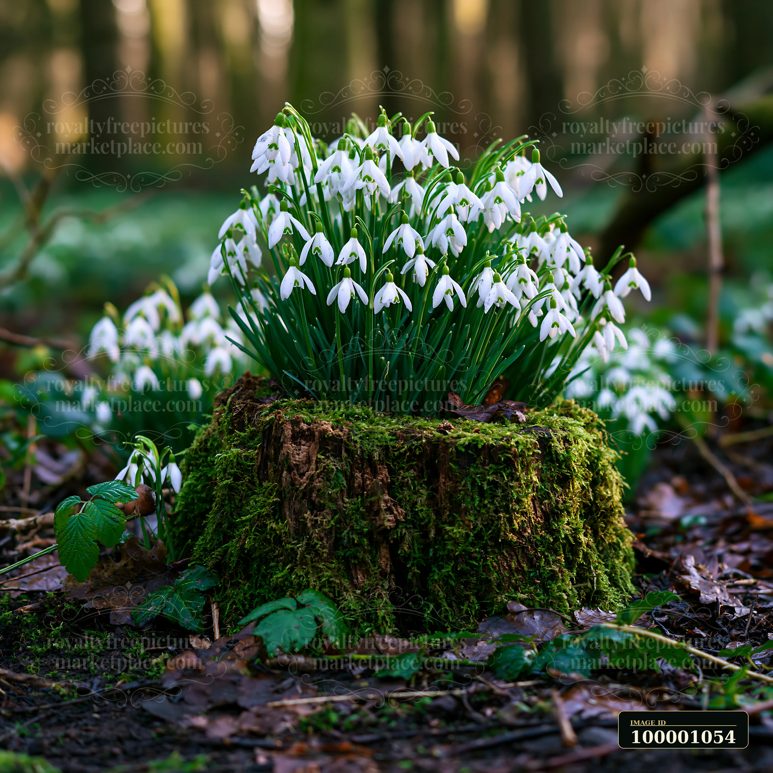 Snowdrop flowers beneath trees grow from a moss-covered stump in a wooded area.