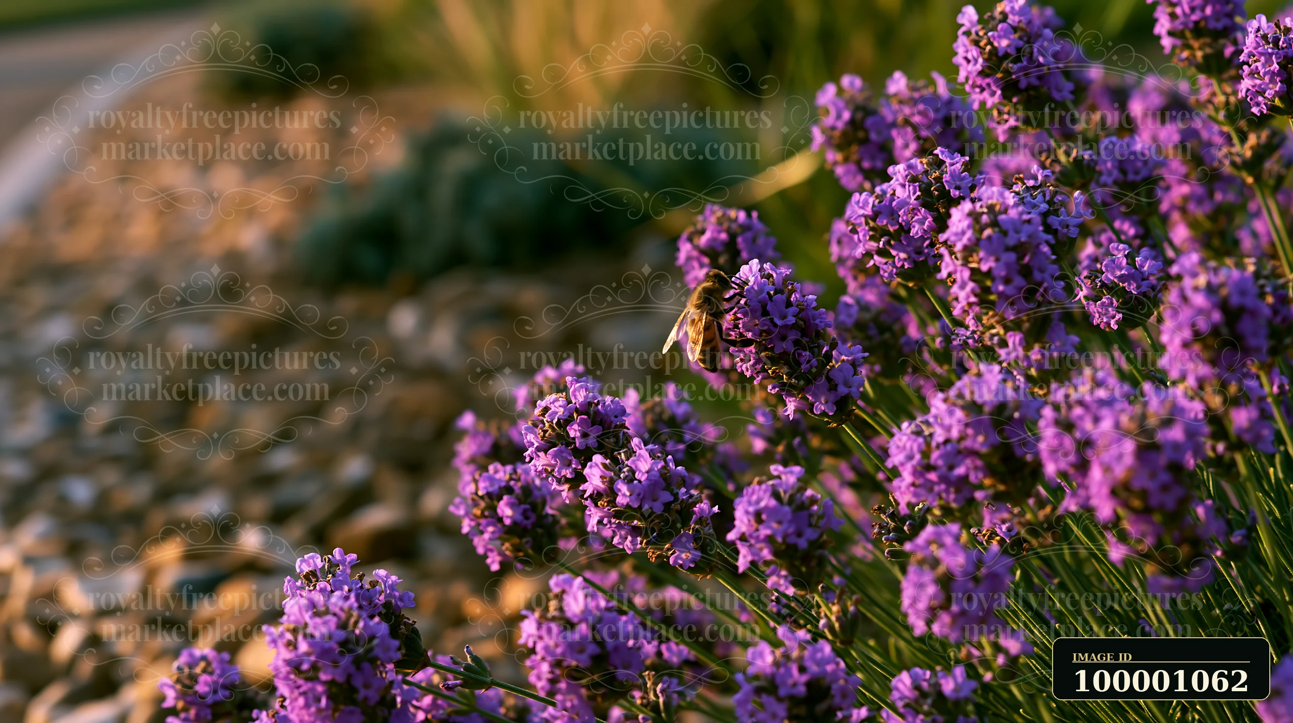 A honey bee collects nectar from vibrant purple lavender blooms in a garden.