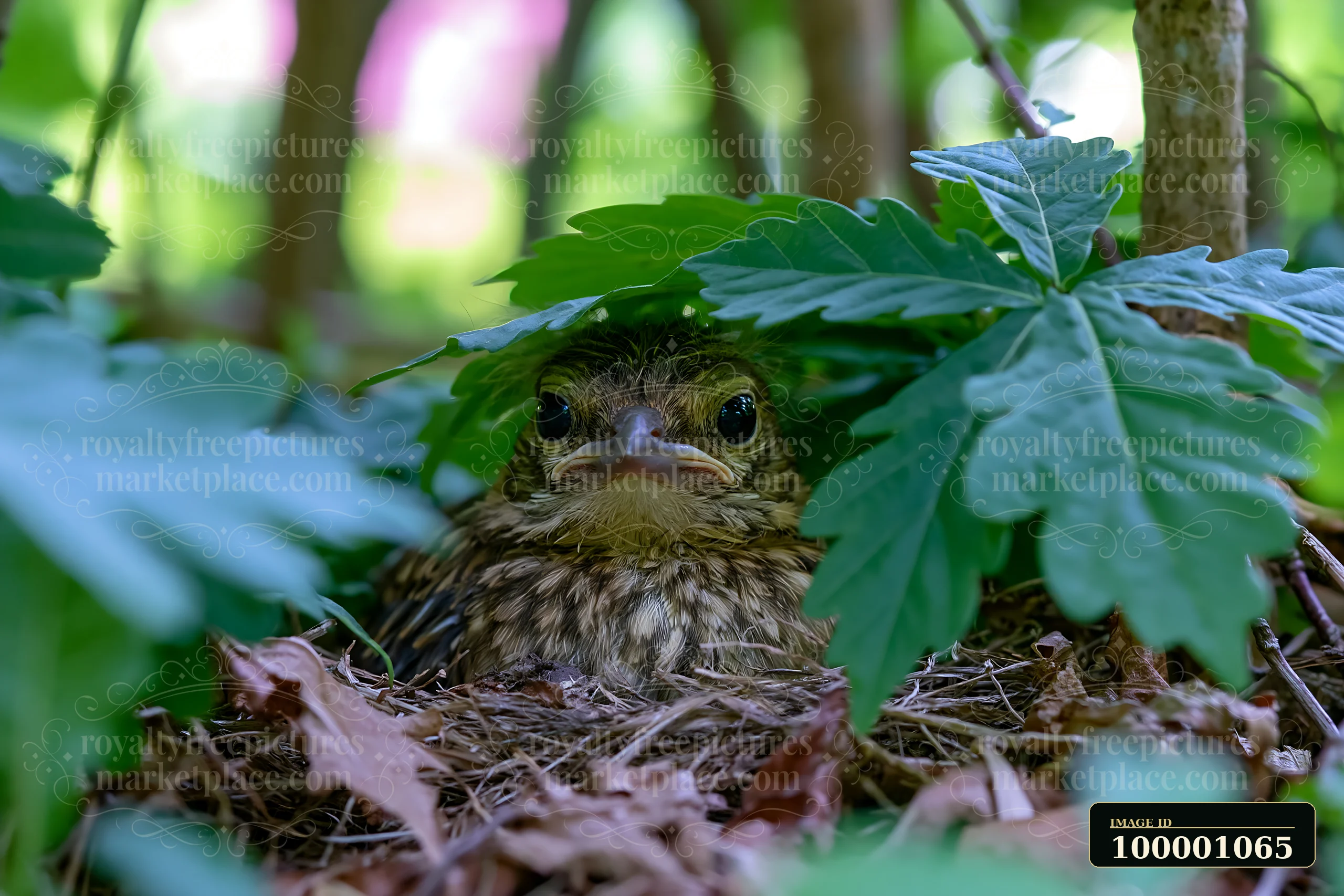 A bird rests concealed under leaves in a meadow with nesting bird habitat.